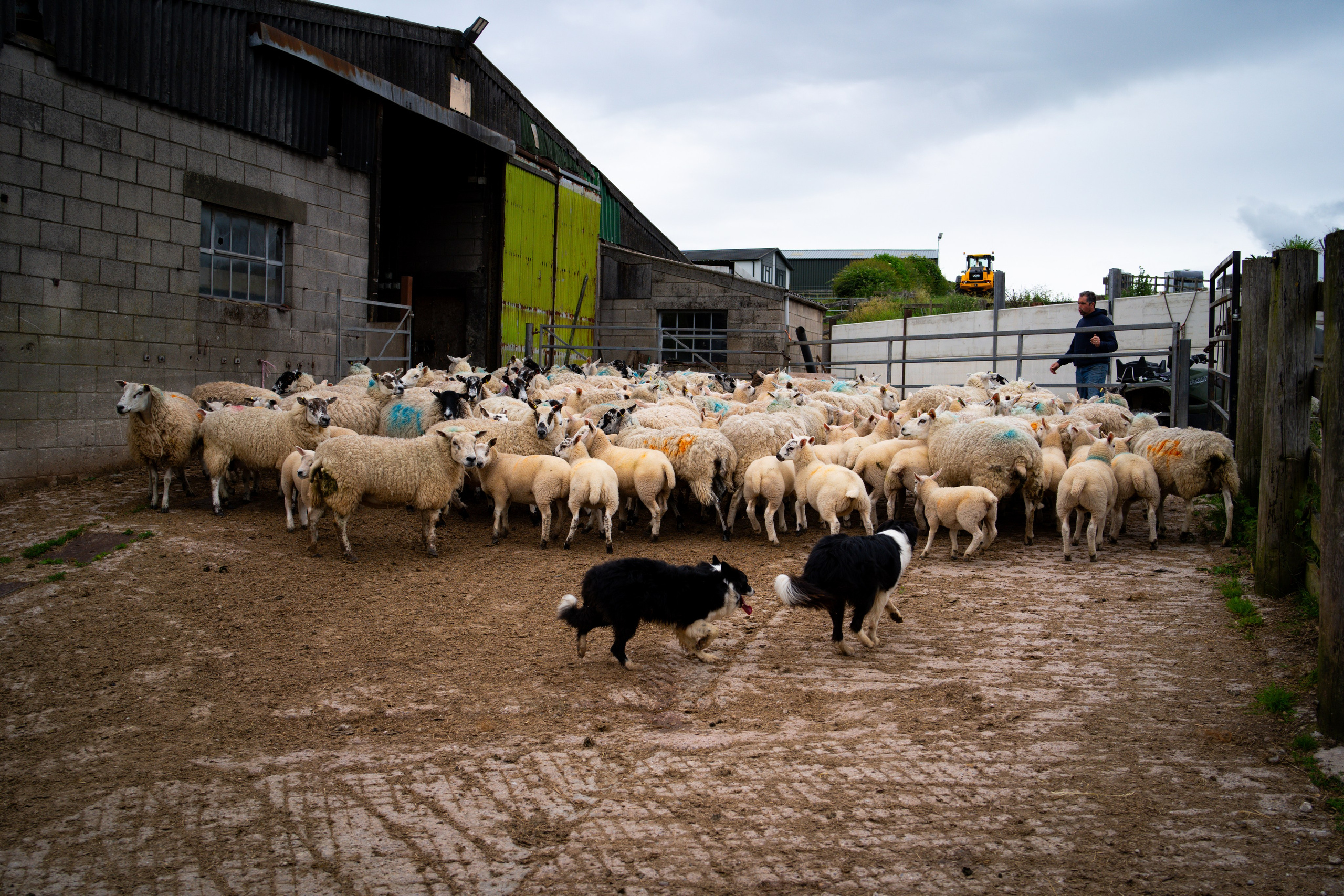 Farm Life. Ryan Hewitt Photographer