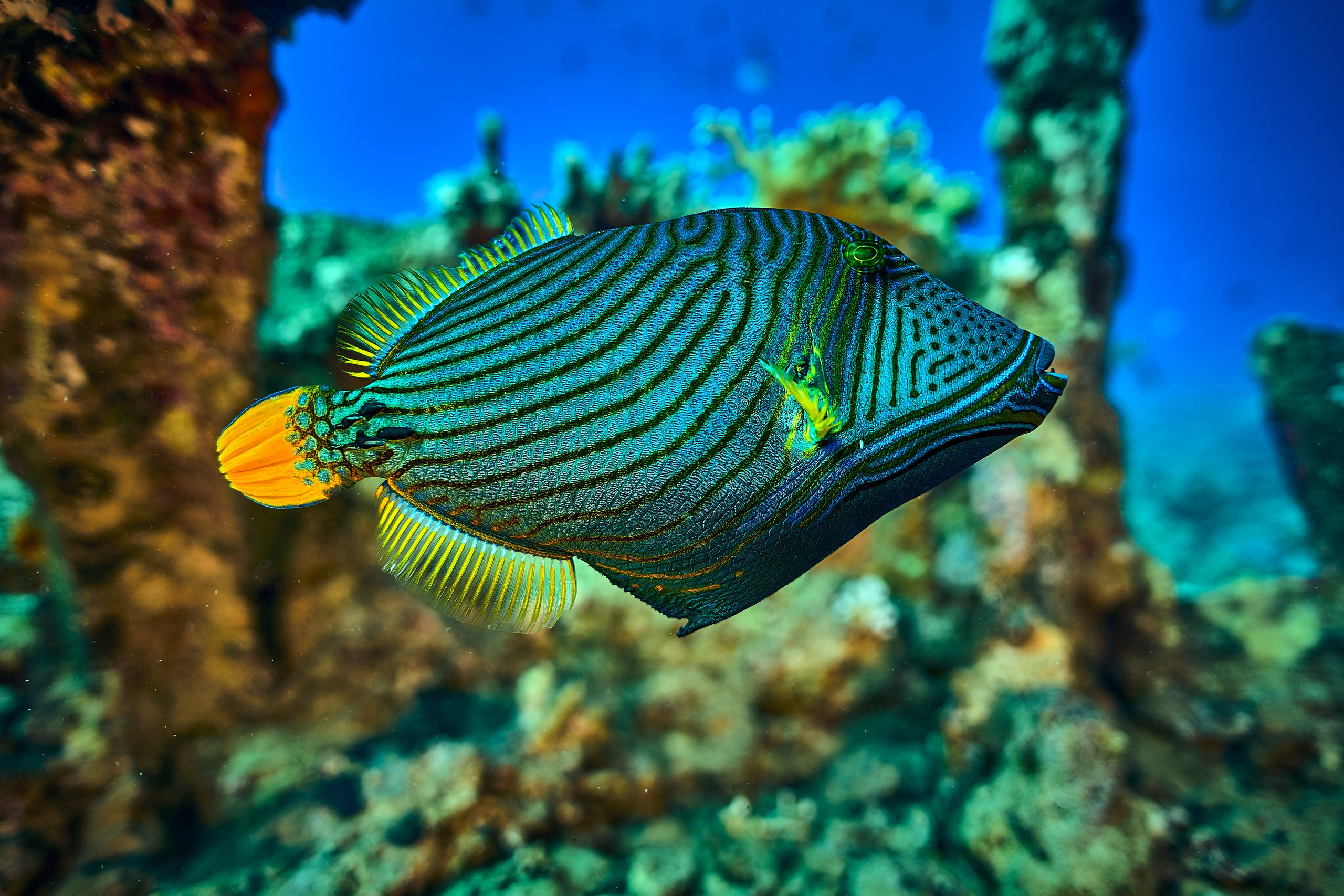 Mieszkańcy mórz. Andriej Szypilow — Photography & Videography