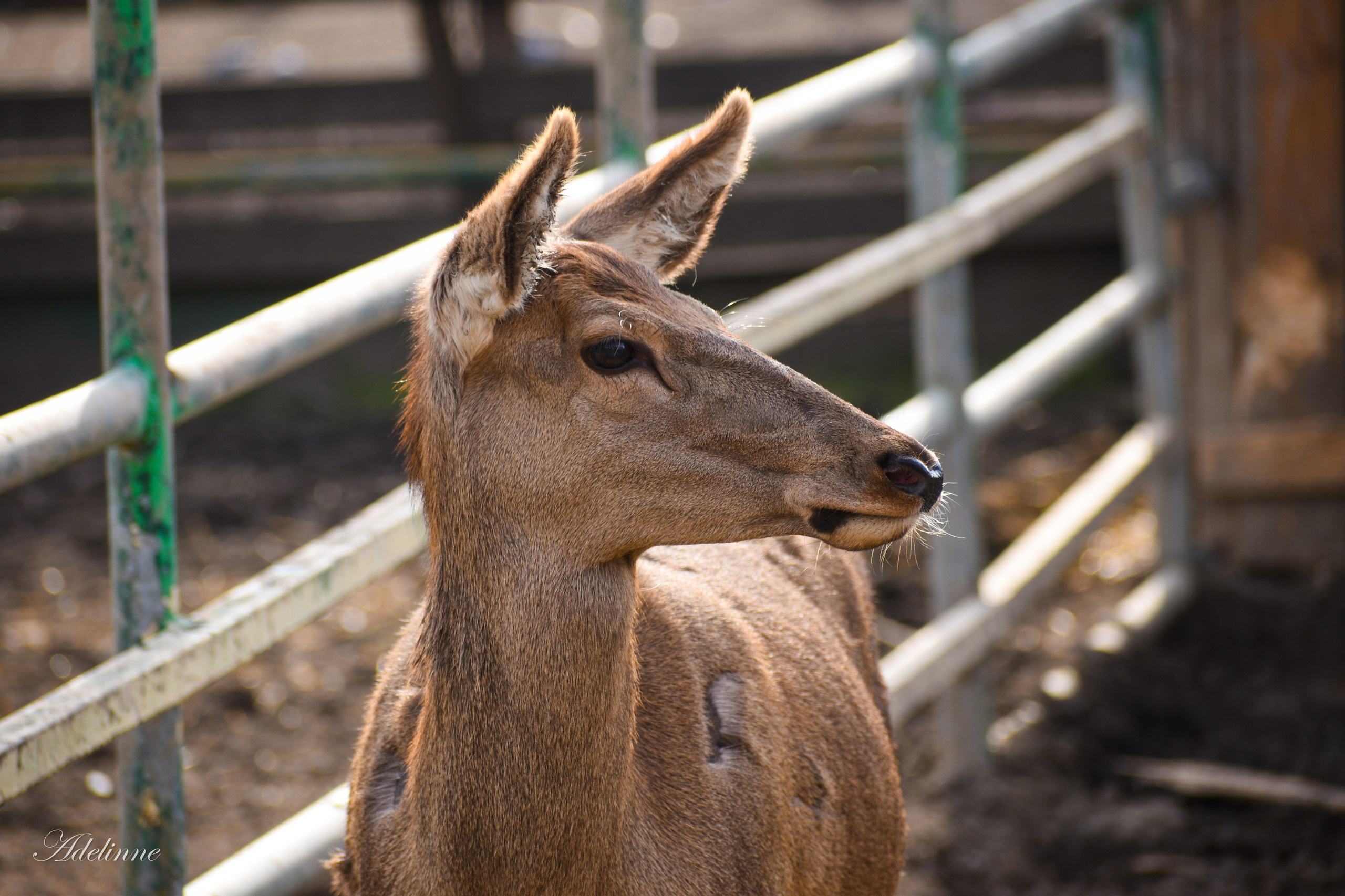 Nature❤️. Adelinne