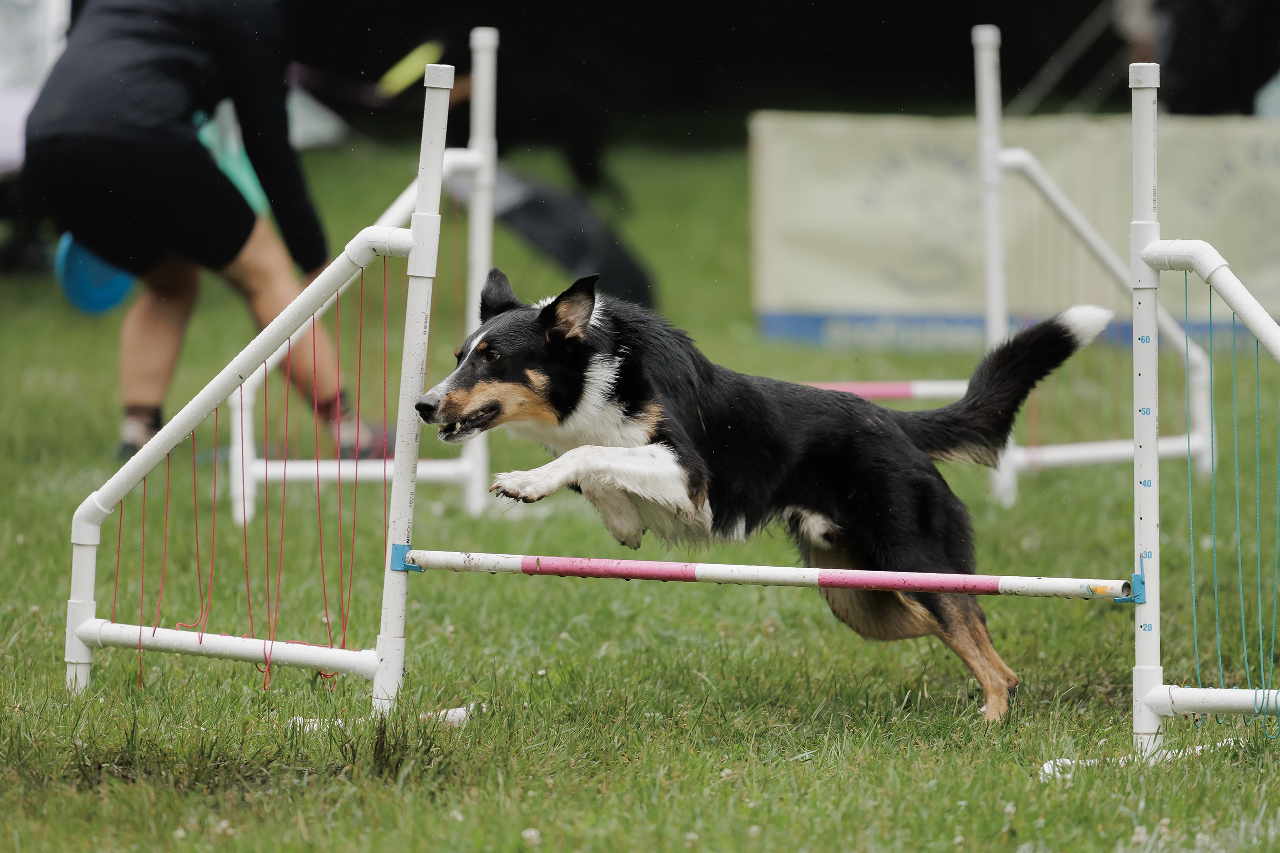Latające psy, Wrocław'25. Kaja | fotograf psów we Wrocławiu