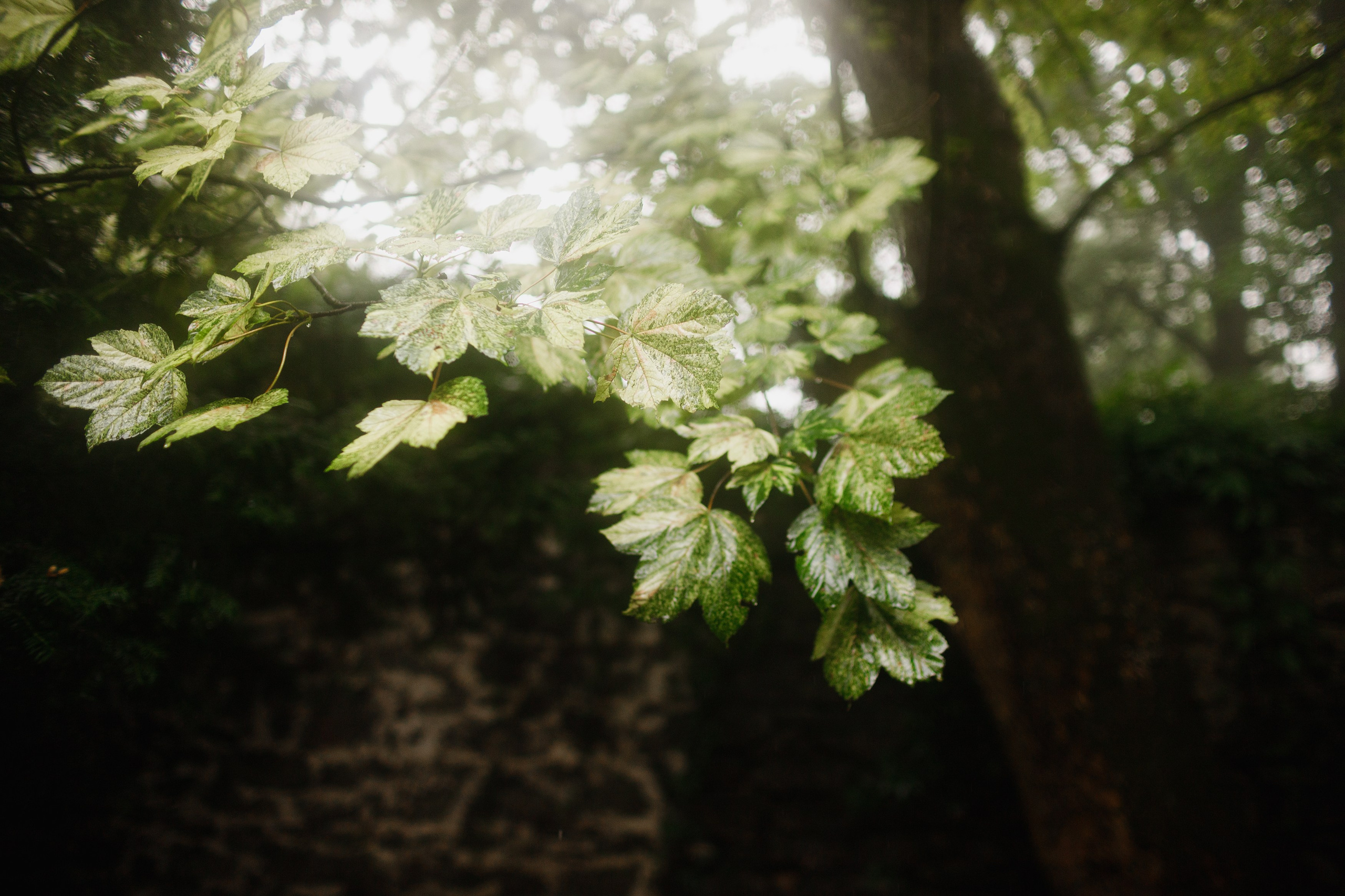 Zamek Grodziec. Kaja | fotograf psów we Wrocławiu