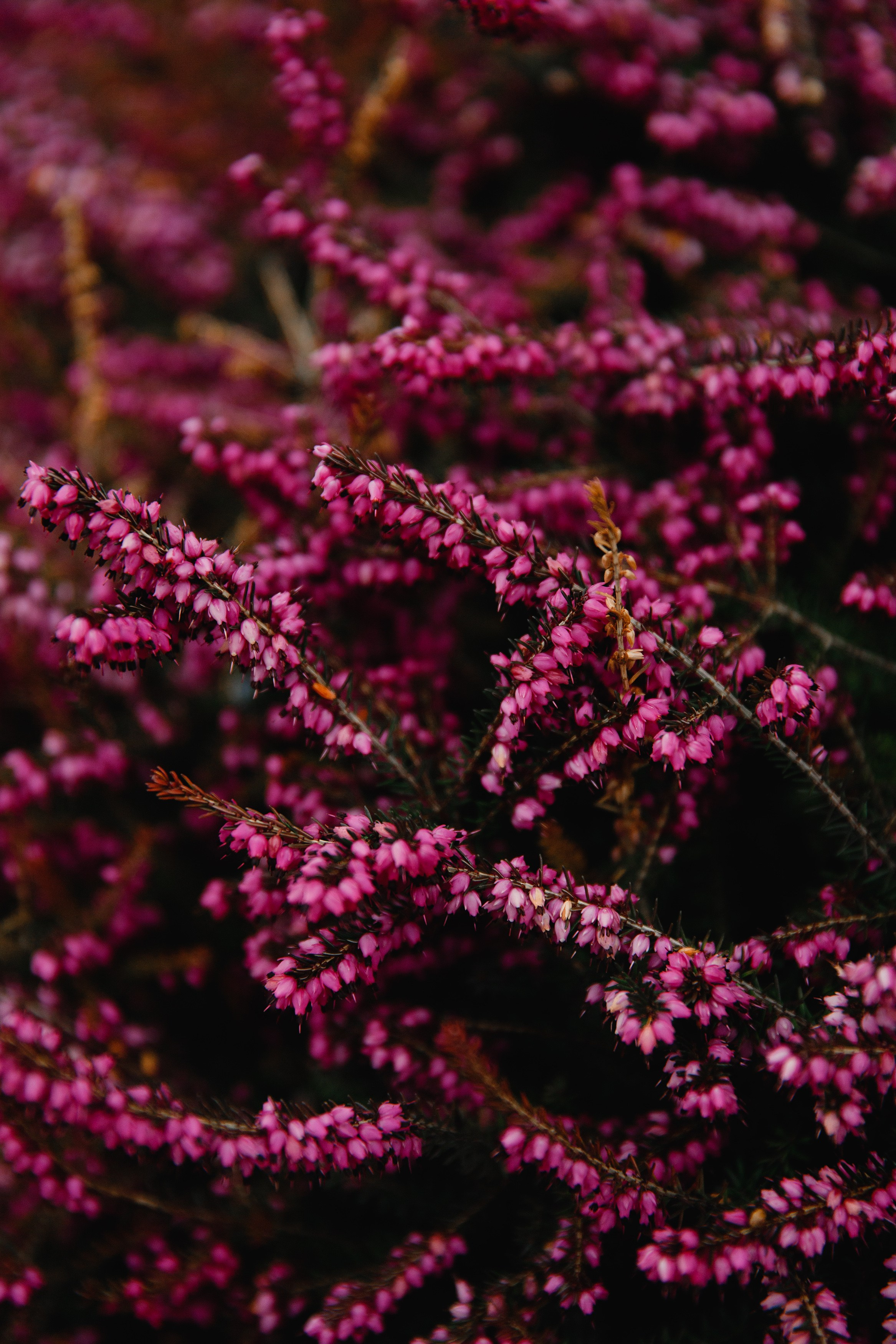 Botanical garden in Wroclaw. Kaja | fotograf we Wrocławiu | ludzie i psy