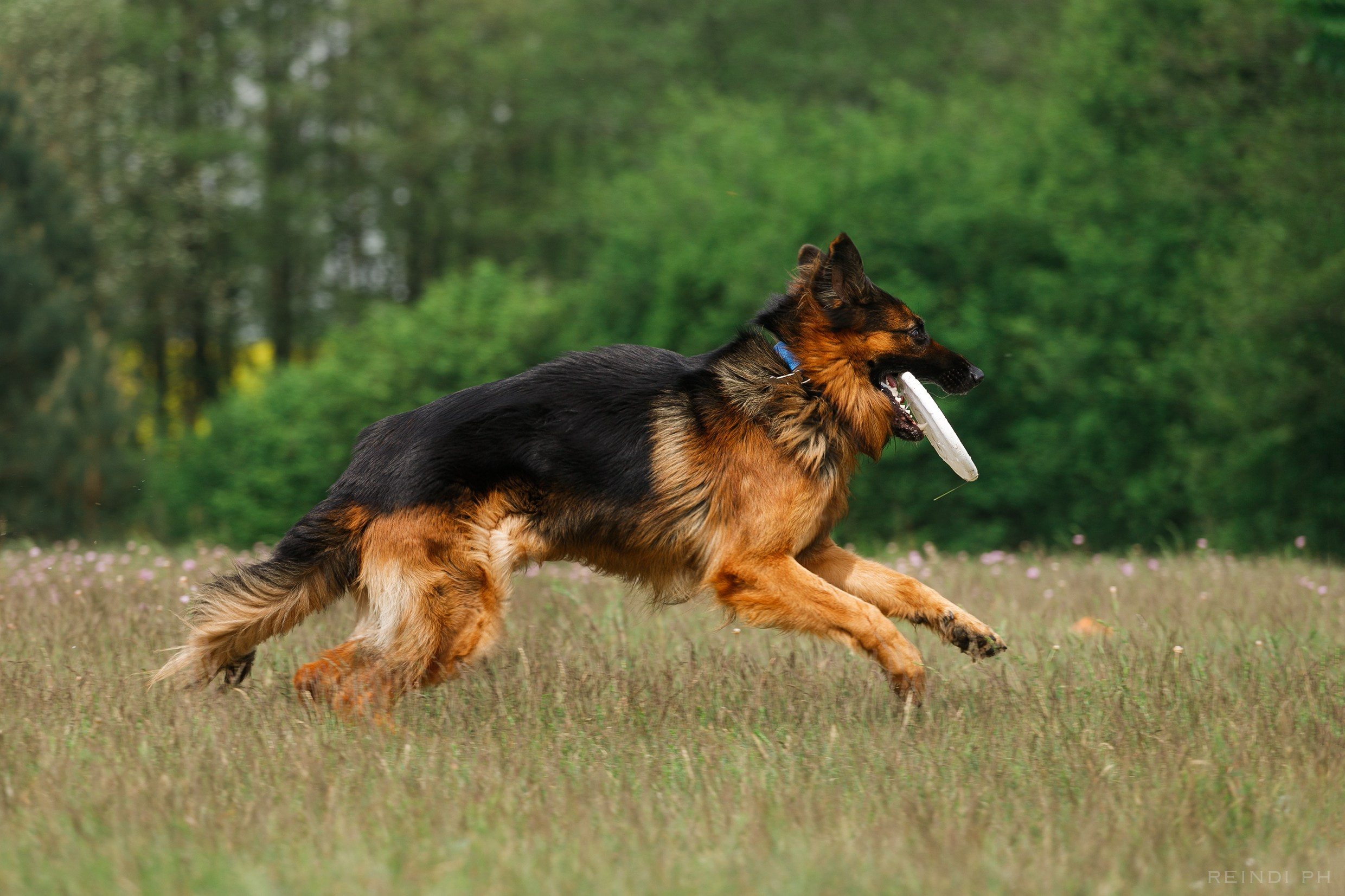 Dog frisbee championship | summer. Kaja | fotograf we Wrocławiu | ludzie i psy