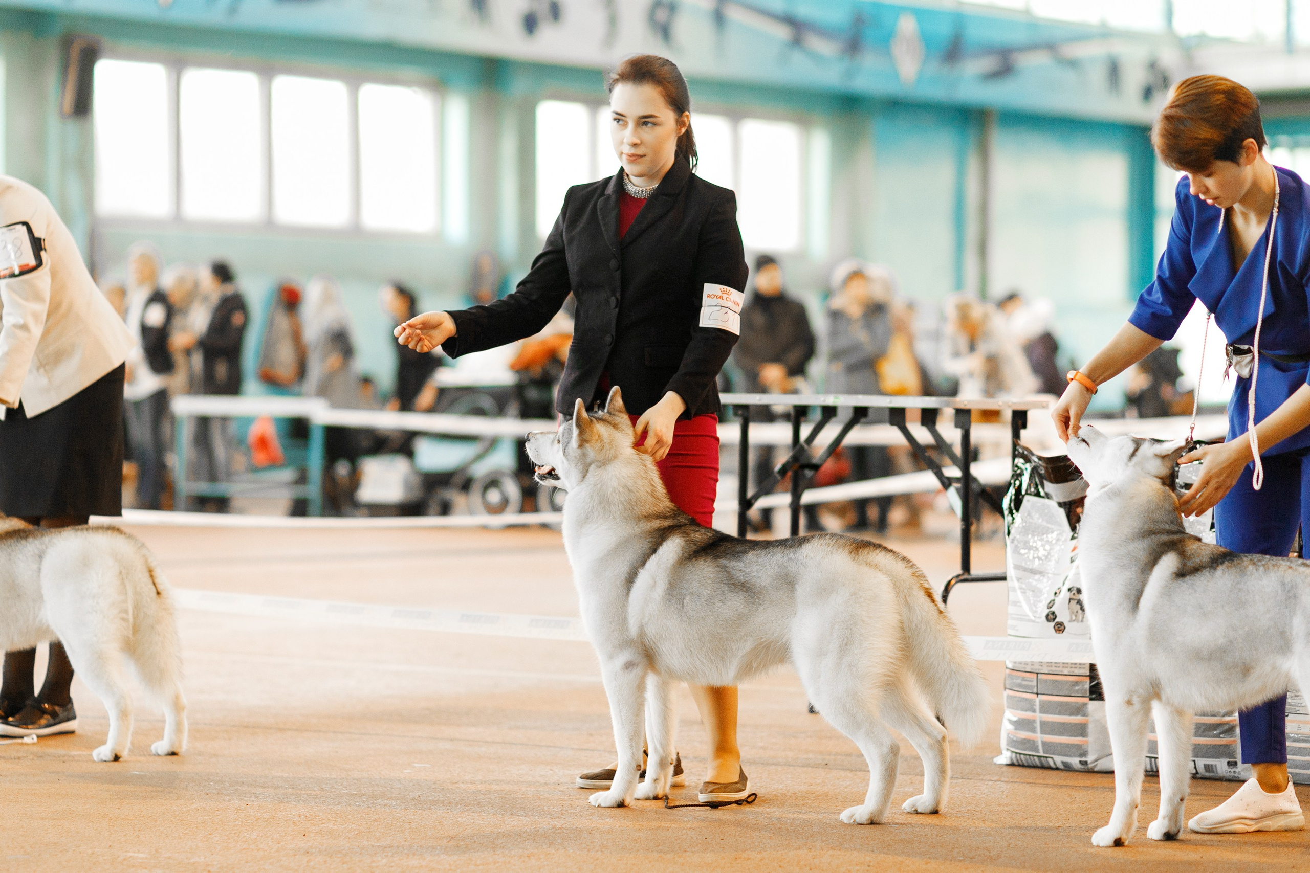 Dog shows | the best ones. Kaja | fotograf psów we Wrocławiu