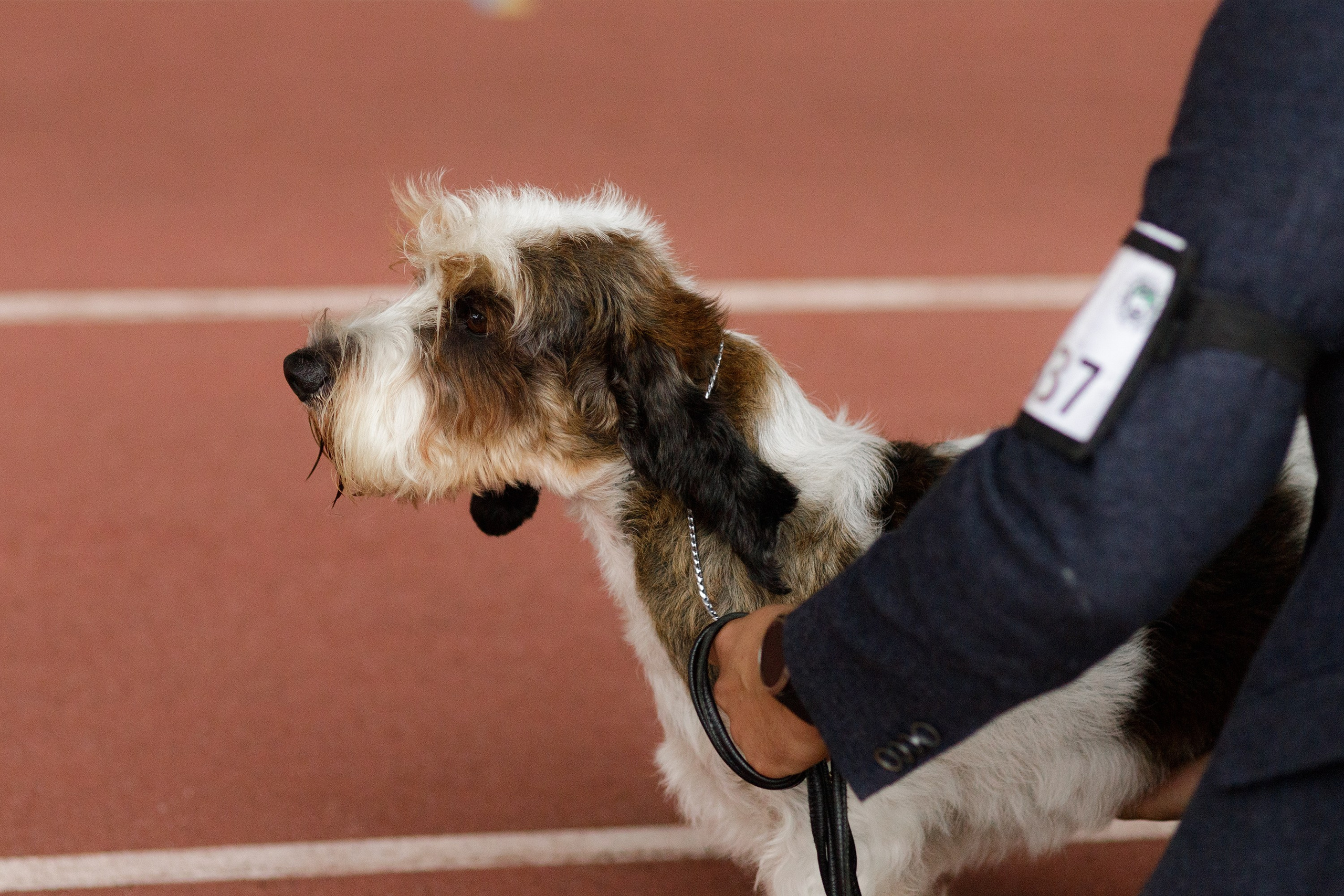 Dog shows | the best ones. Kaja | fotograf psów we Wrocławiu