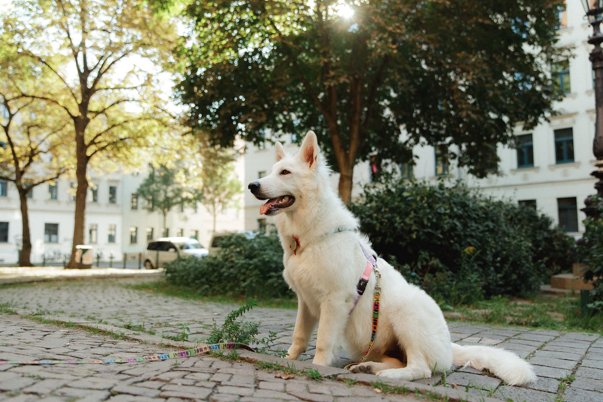 Astra in Leipzig. Kaja | fotograf we Wrocławiu | ludzie i psy