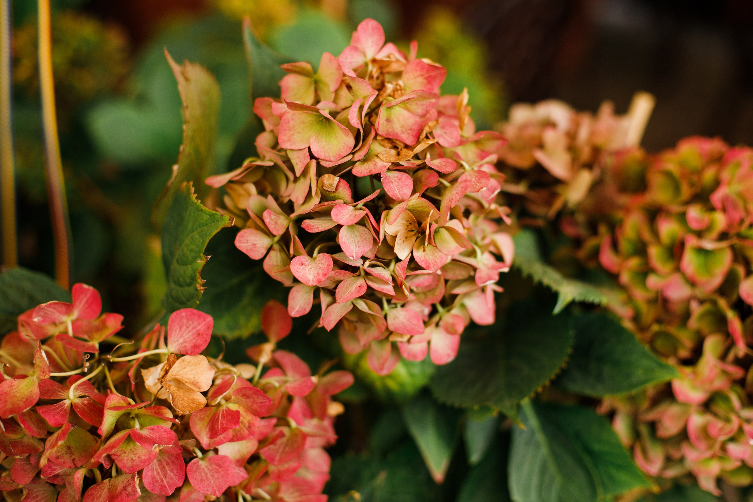 Małgorzata | business portrait. Kaja | fotograf we Wrocławiu | ludzie i psy