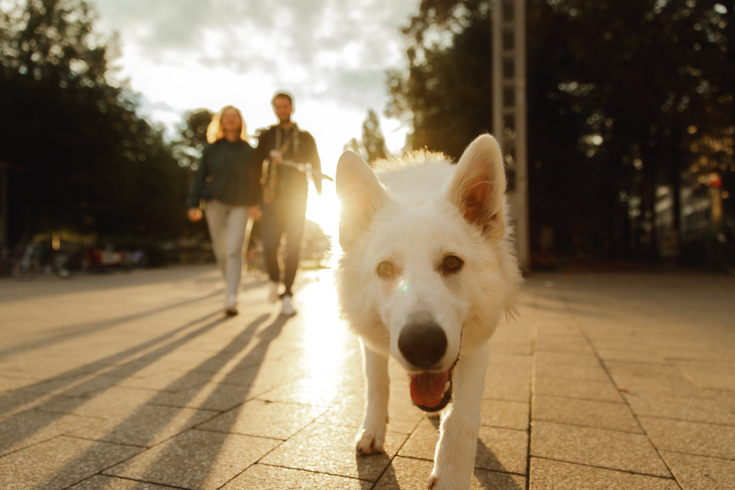 Astra in Leipzig. Kaja | fotograf we Wrocławiu | ludzie i psy