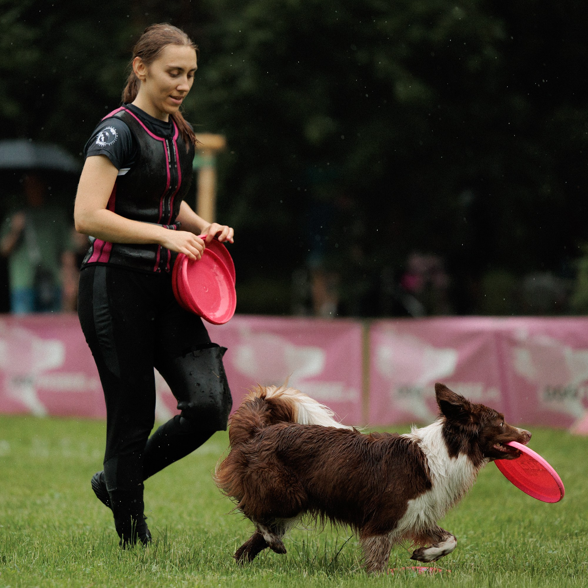 Latające psy, Wrocław'25. Kaja | fotograf psów we Wrocławiu