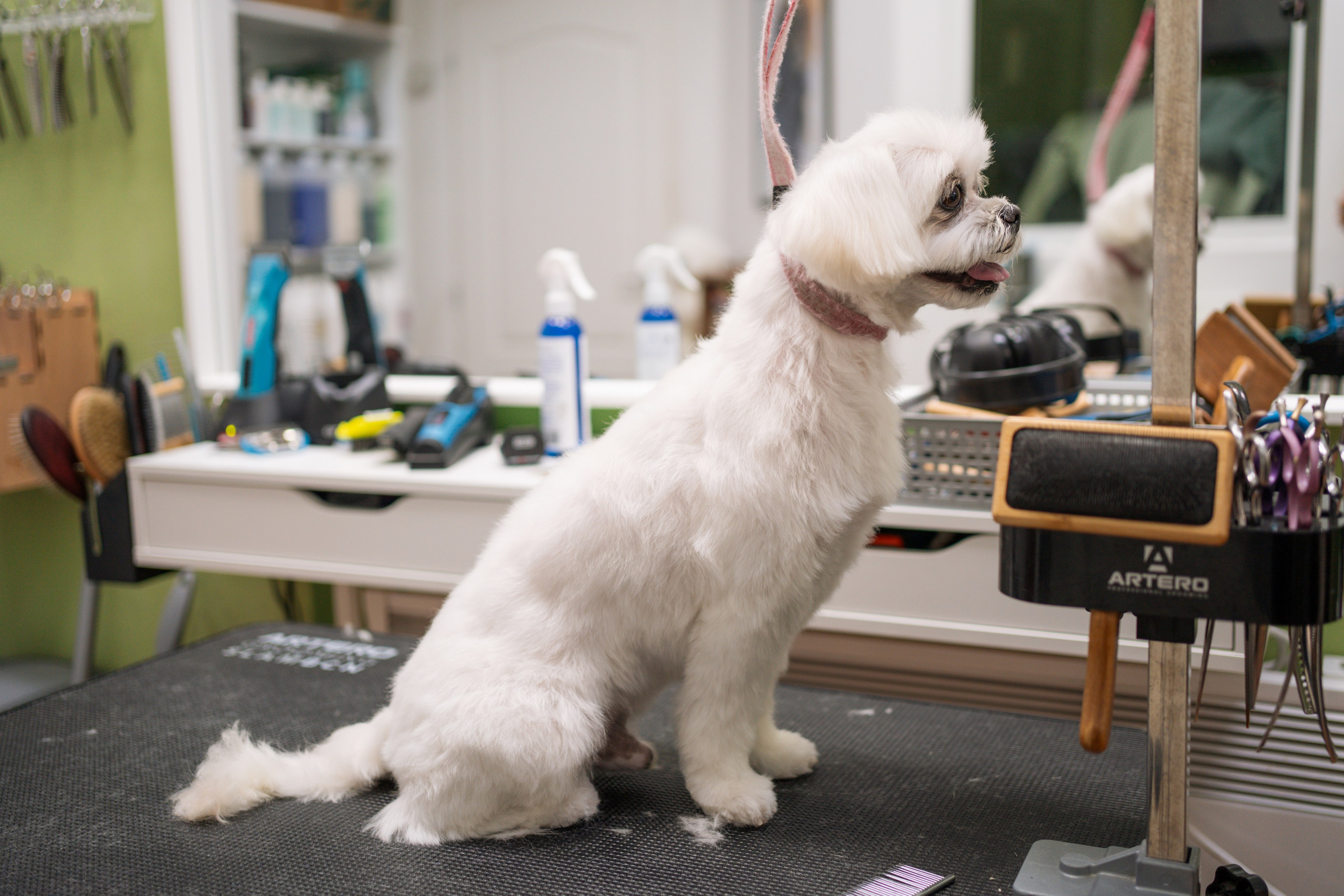 PetGroom Timisoara. Cozac Cristian Photographer