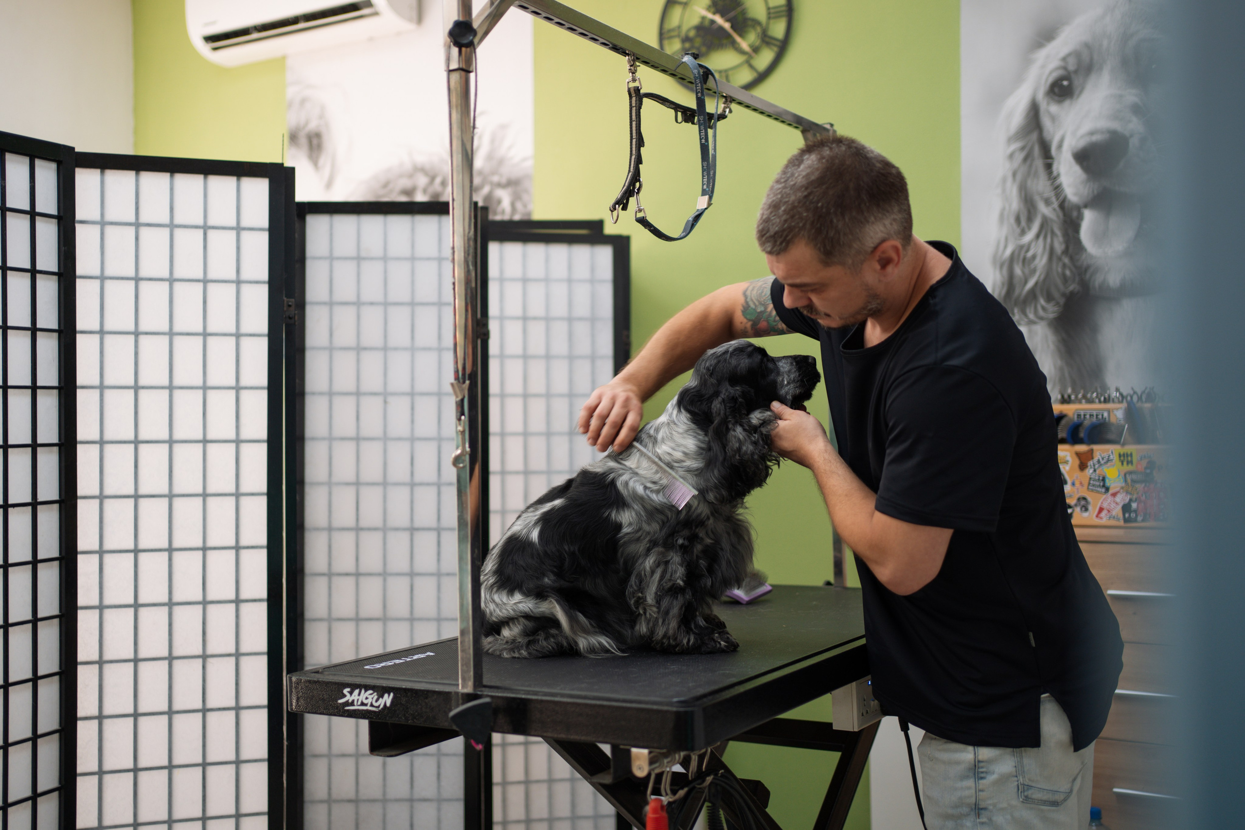 PetGroom Timisoara. Cozac Cristian Photographer