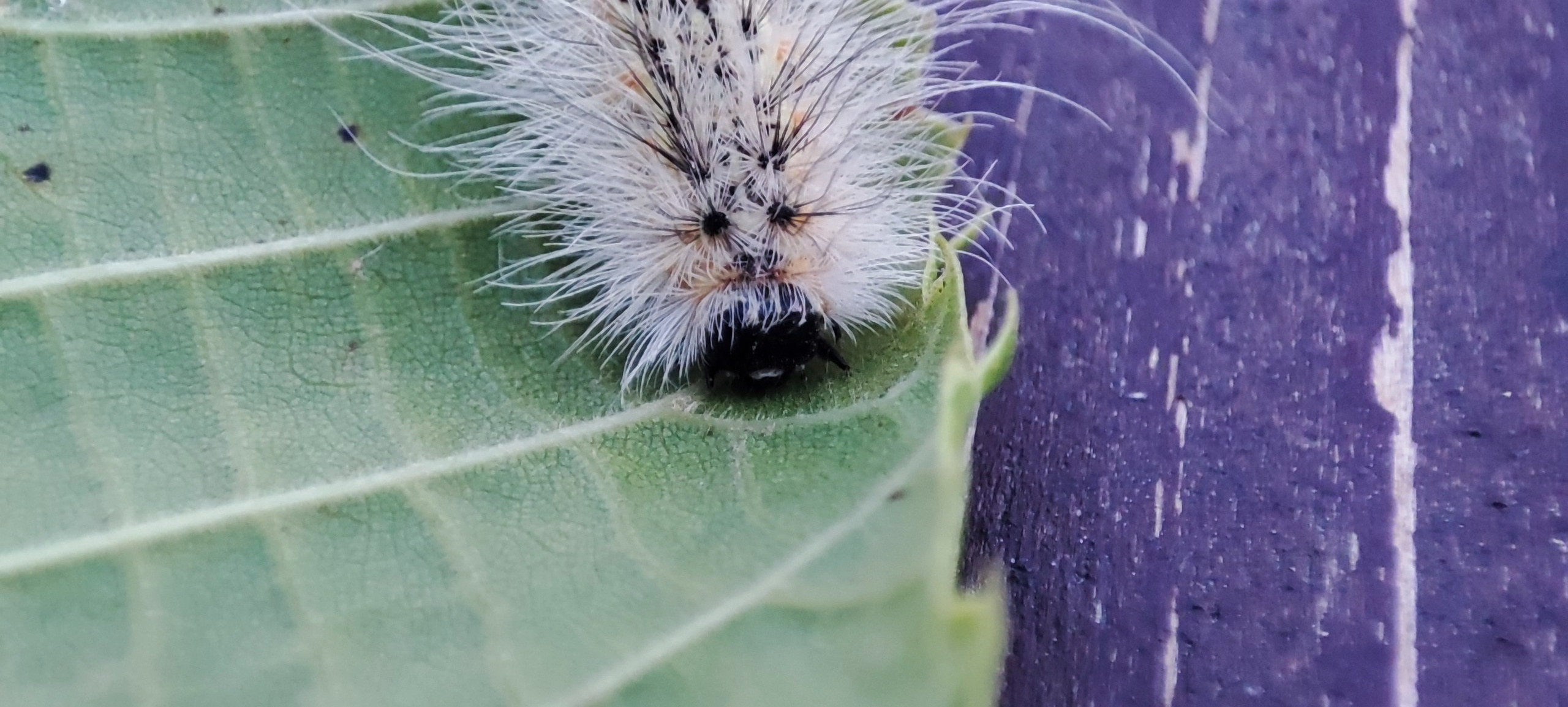 Fotografie Macro~ Close up. Andreea Ivan art-Fotograf Constanta, Fotograf profesionist Constanta, Fotograf de nunta Constanta, botez, sedinte foto cu tematica, portret