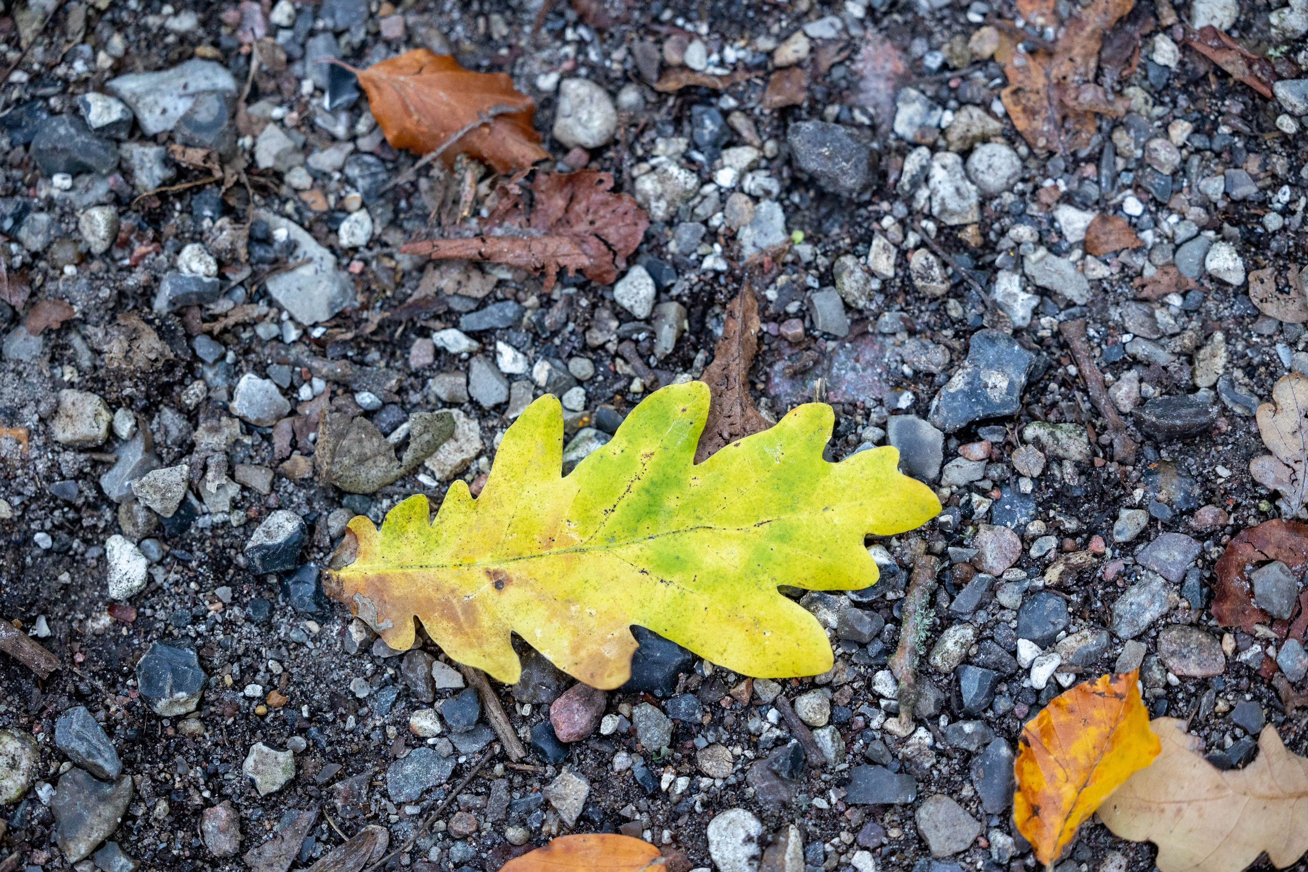 Efterår. Fotograf Aarhus | Portrætfoto Århus | Flotte billeder