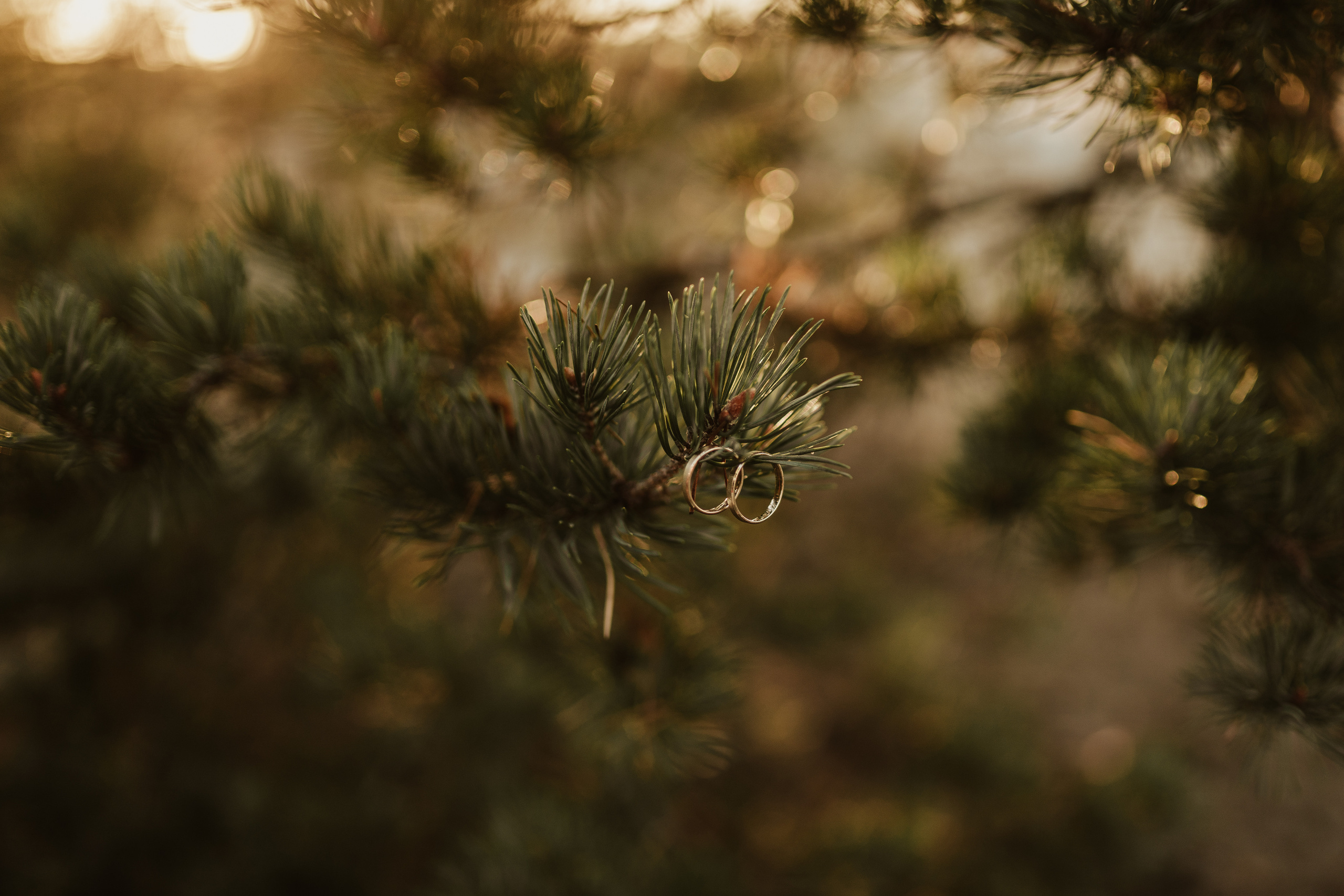 PUSTYNIA BŁĘDOWSKA: Plener ślubny Angeliki i Patryka. Karkowskafoto - fotografia miłości