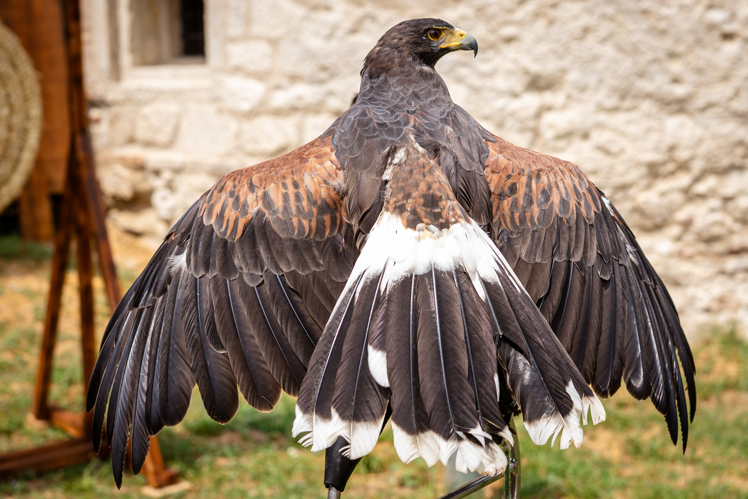 Sibinjanin Janko / Janjoš Hunjadi Fest 21.07.2024. Concert and Event photographer in Belgrade, Serbia
