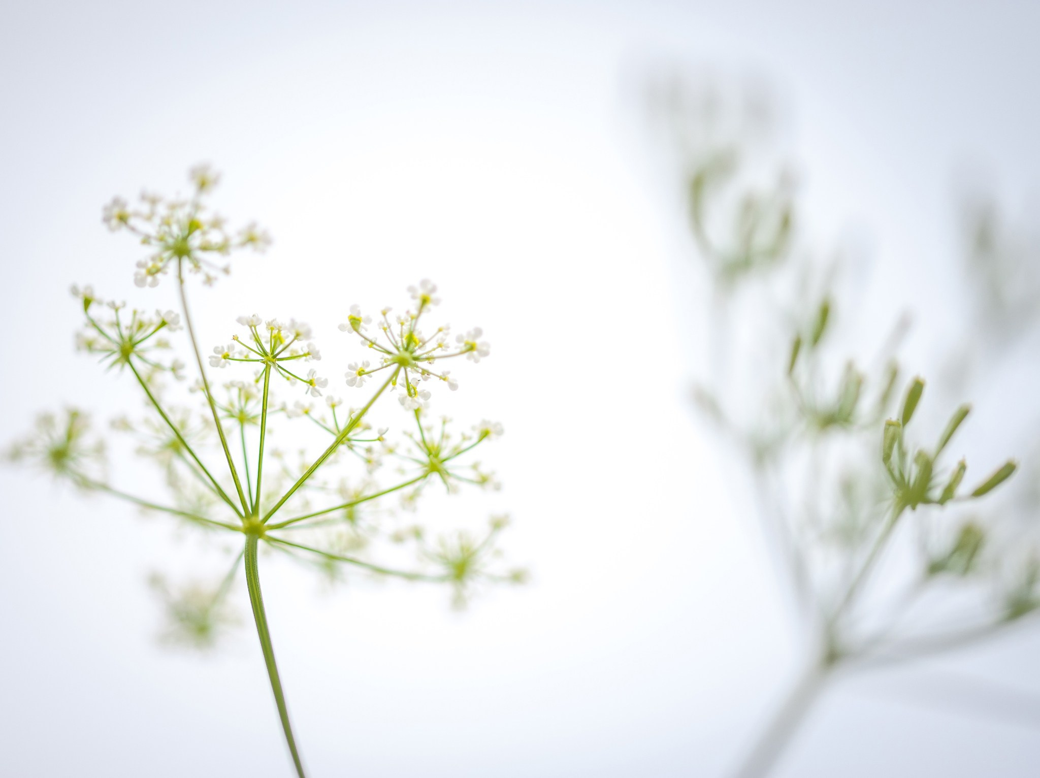 Intimate Landscapes. Nature Photographer and Videographer from Germany