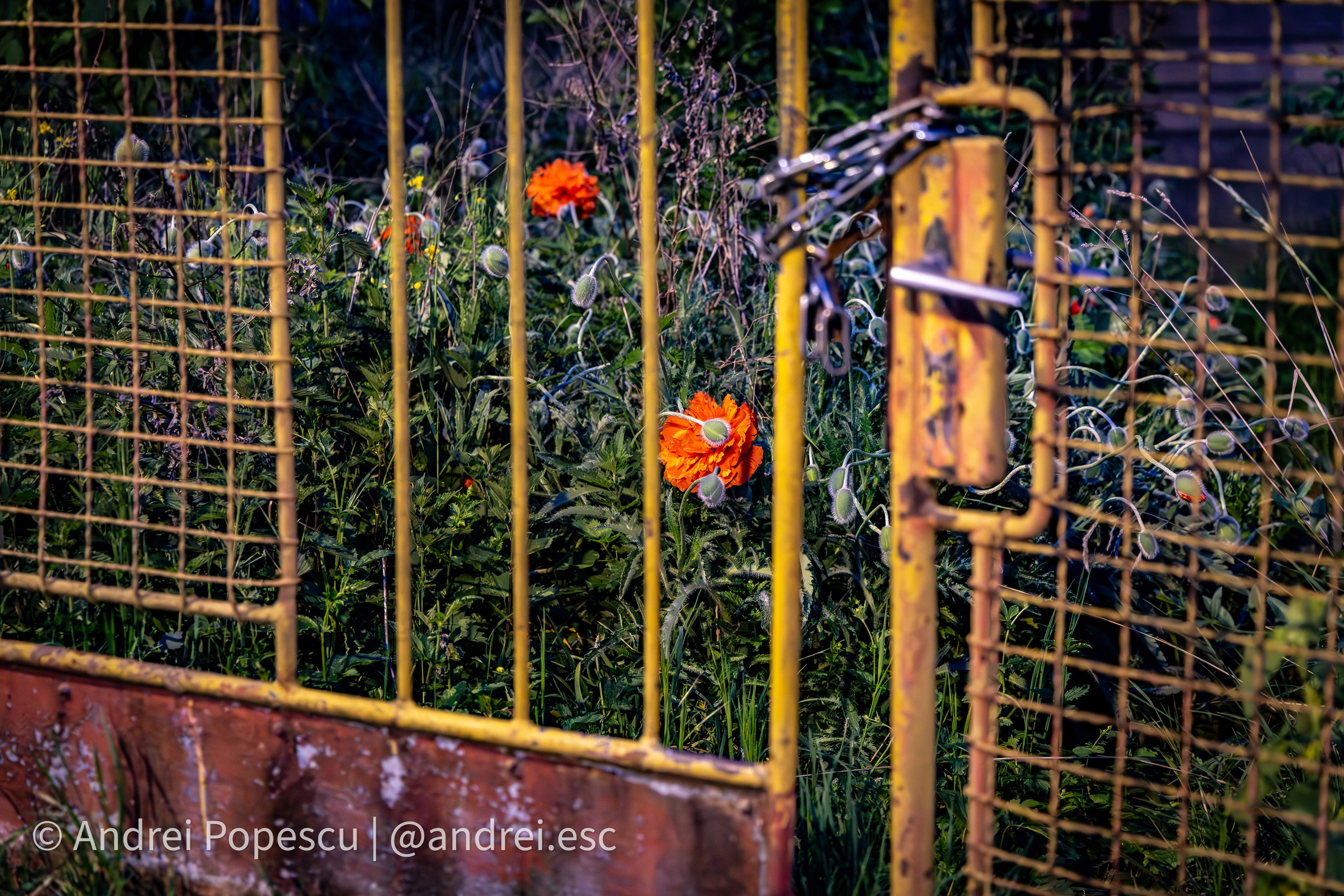 Andrei Popescu Photography