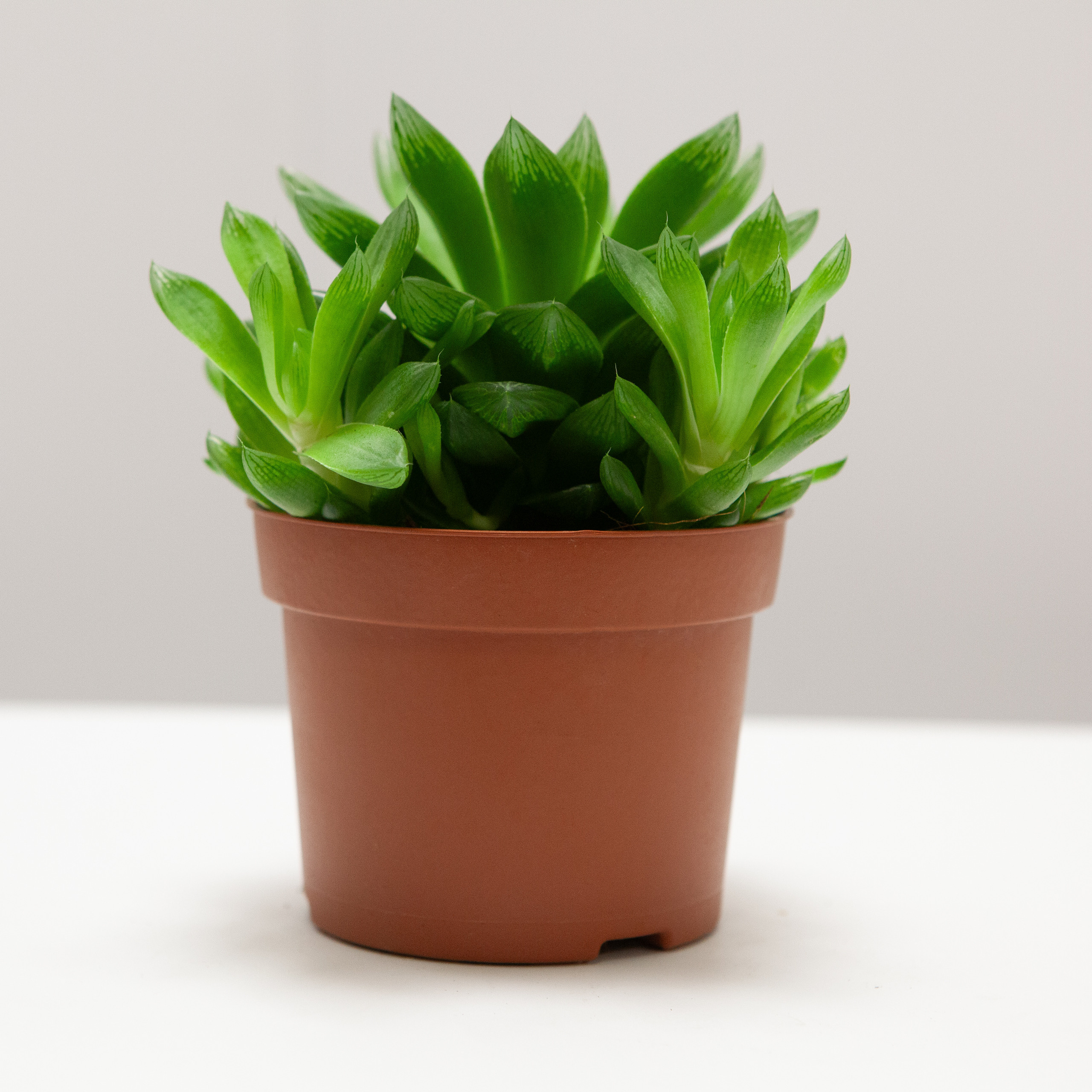 Предметы. Фотограф Шалаев Дмитрий