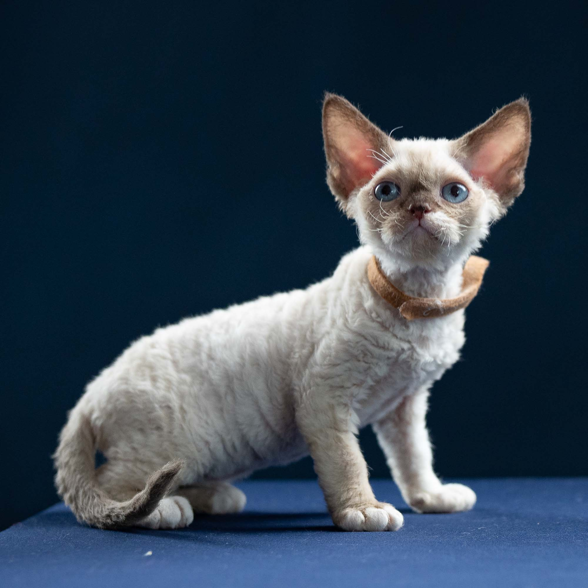 Indy, boy, born 06.01.2025. Devon Rex Pixie Cattery