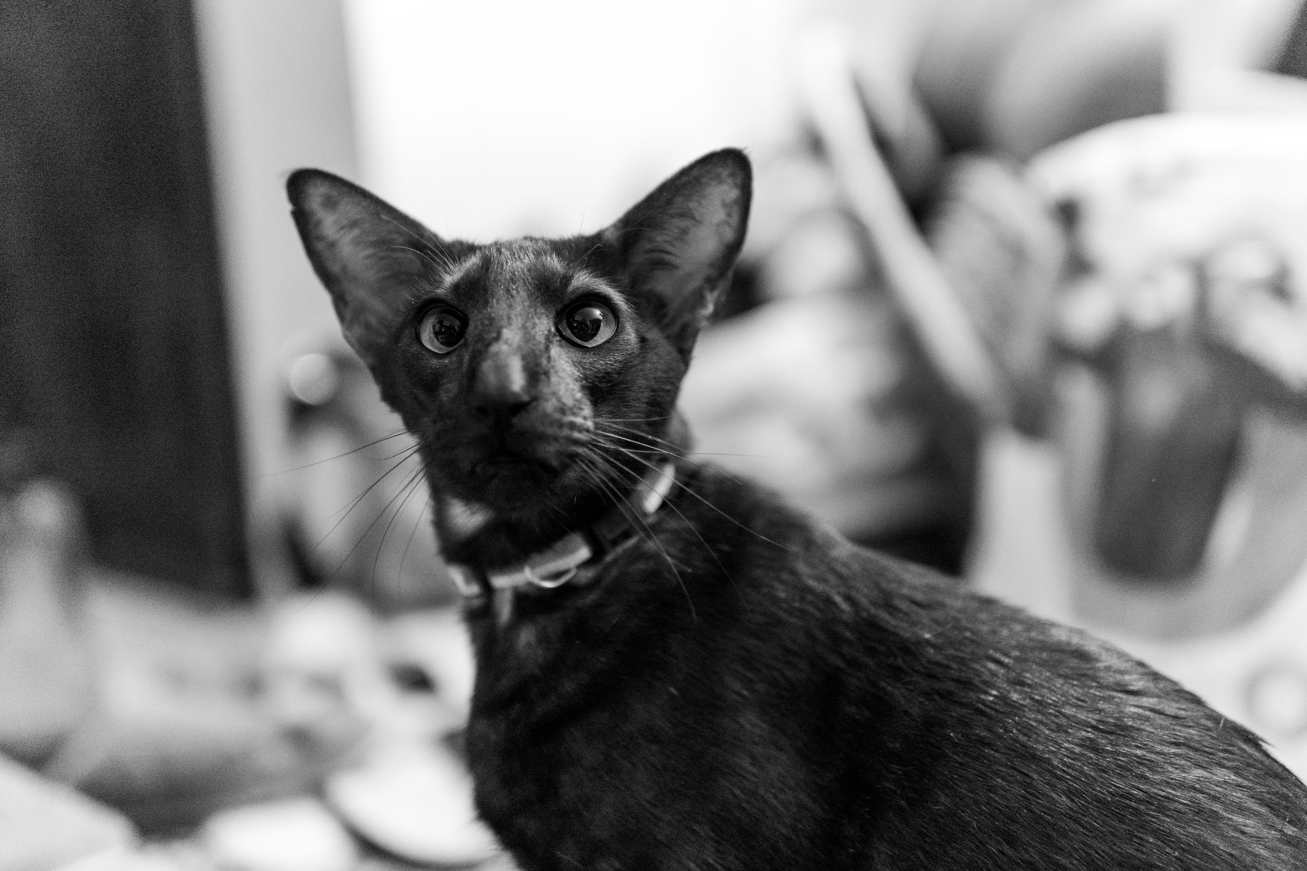 Random cat's. Главное меню