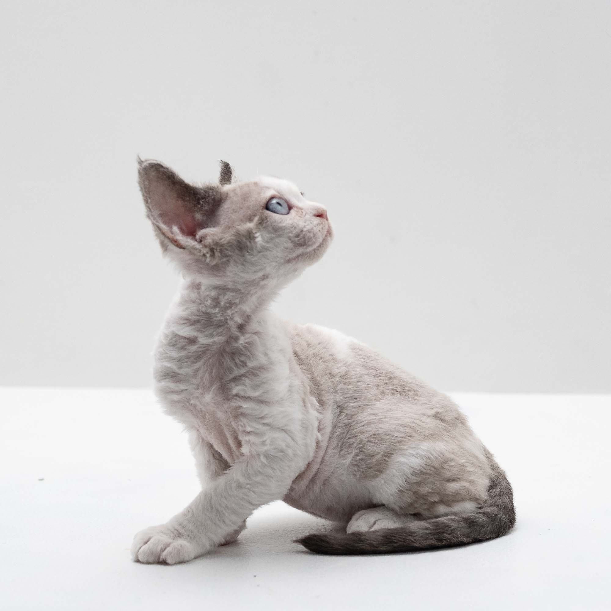 Frodo, boy, born on 01.01.25. Devon Rex Pixie Cattery