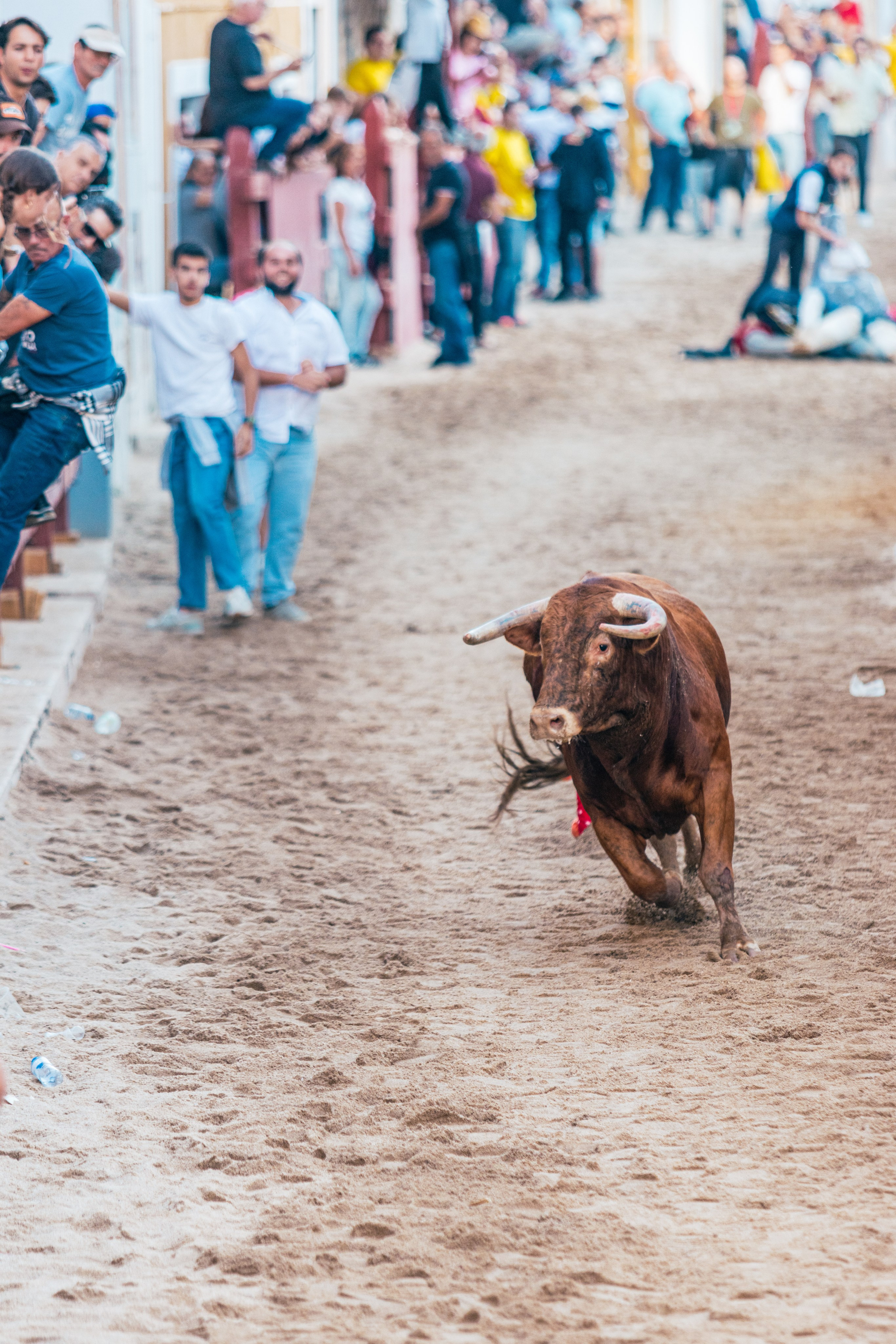 FEIRA DE MAIO AZAMBUJA 2024