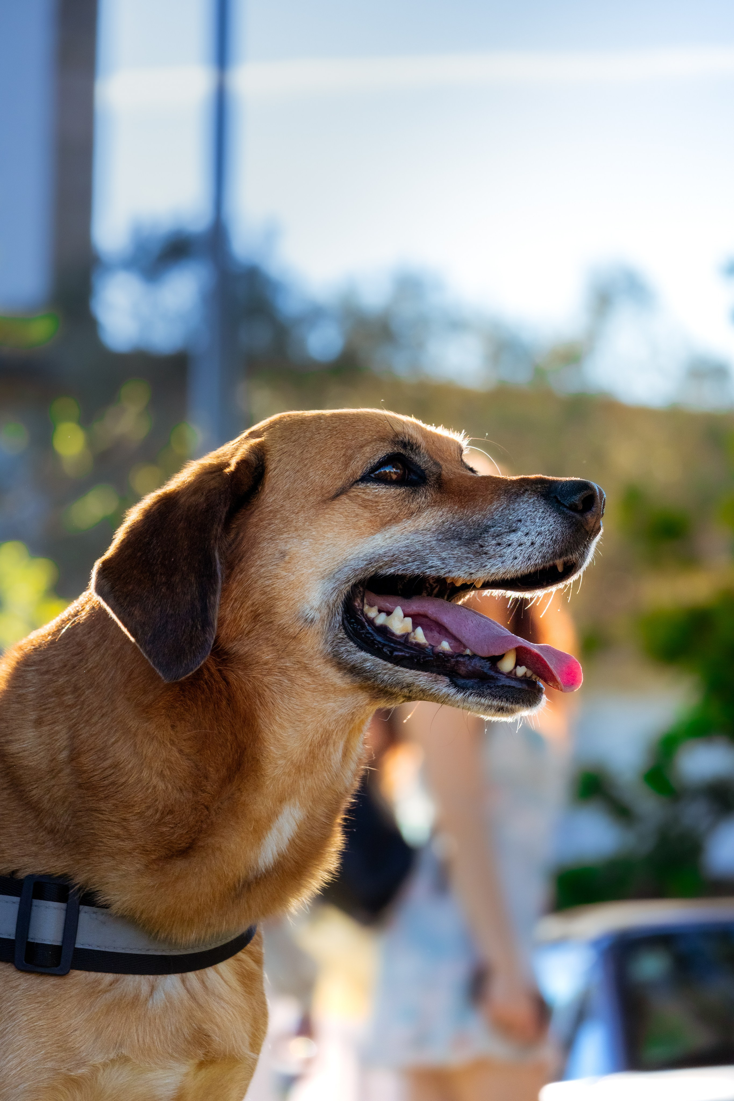 Dupla Canina ao Ar Livre. Fotógrafo espontâneo de eventos DGallery
