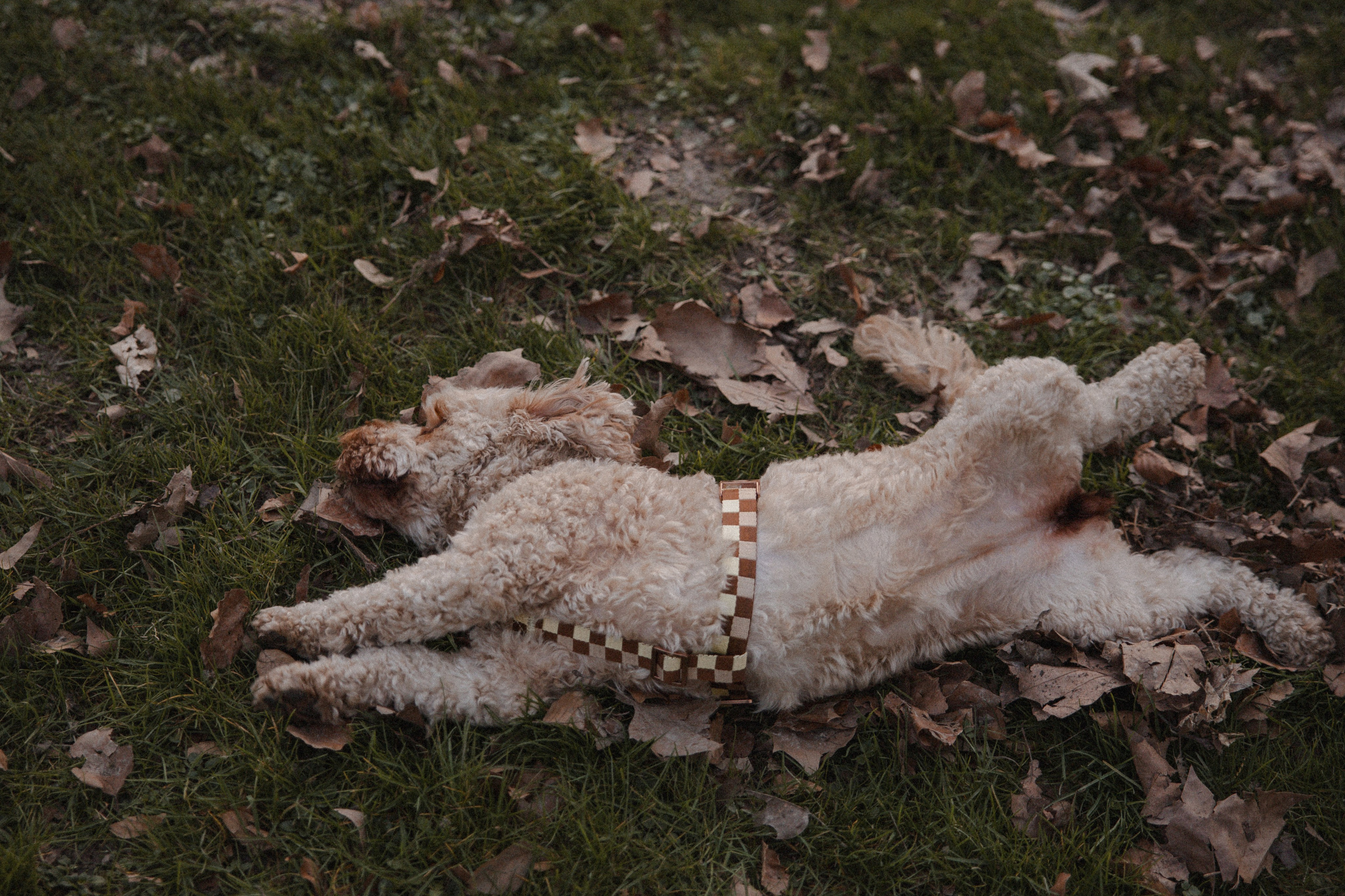 Morena & Niklas I Haus Hohenstein. Hochzeitsfotografin Bochum | Halyna Reiche Fotografie NRW