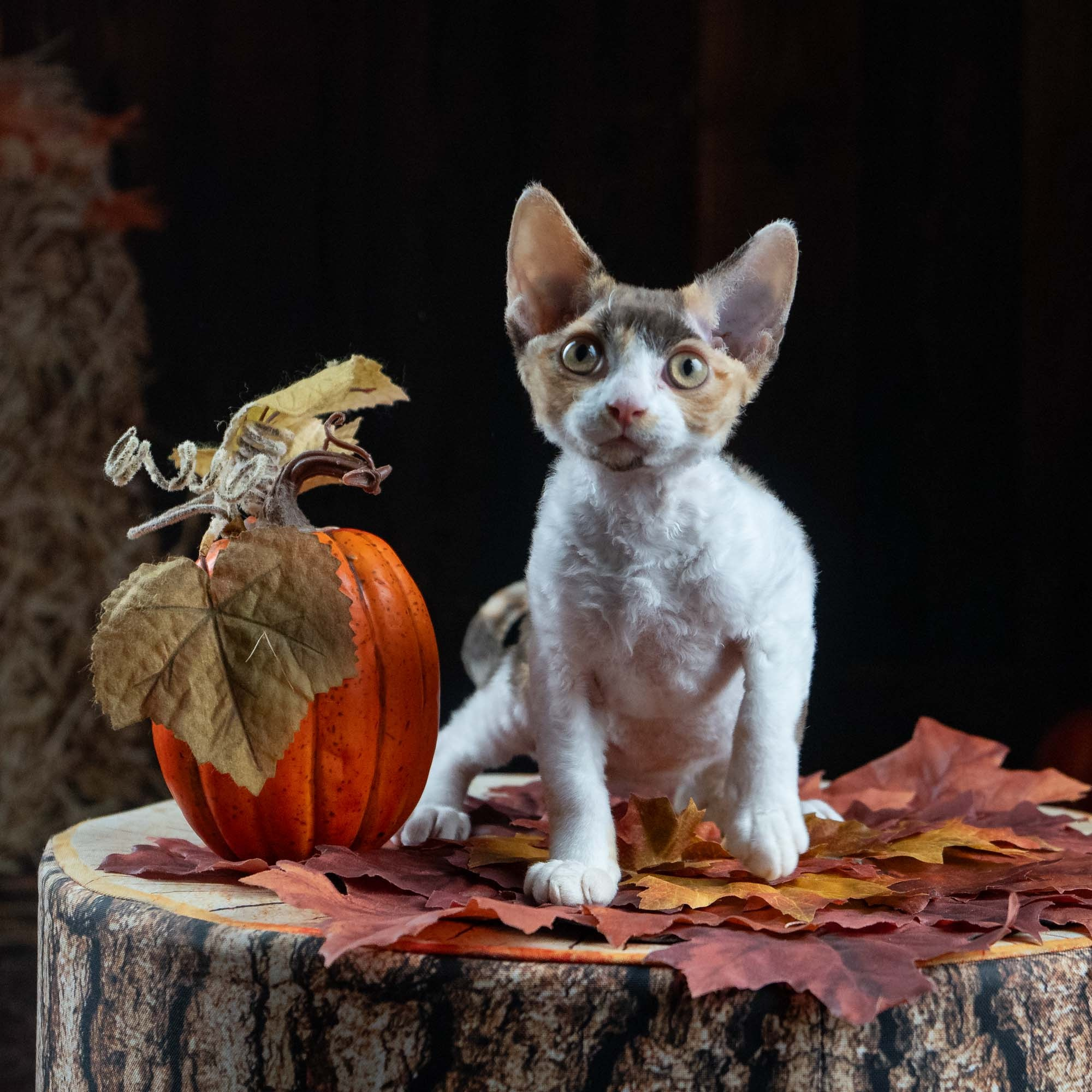 Dixie, girl, born on 06.06.24 SOLD. Devon Rex Pixie Cattery
