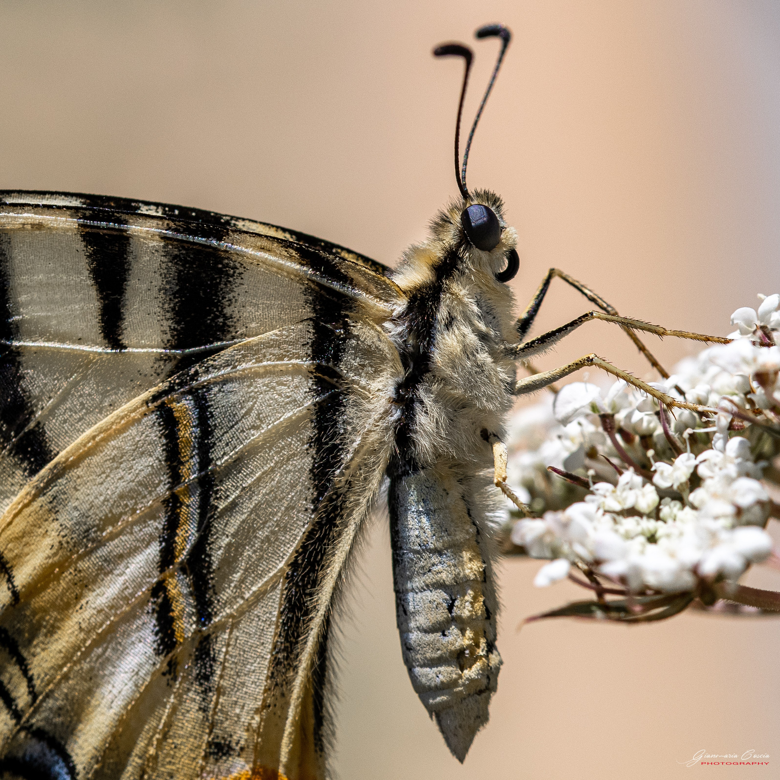 Farfalle. “Gianmaria Coscia fotografo per passione”