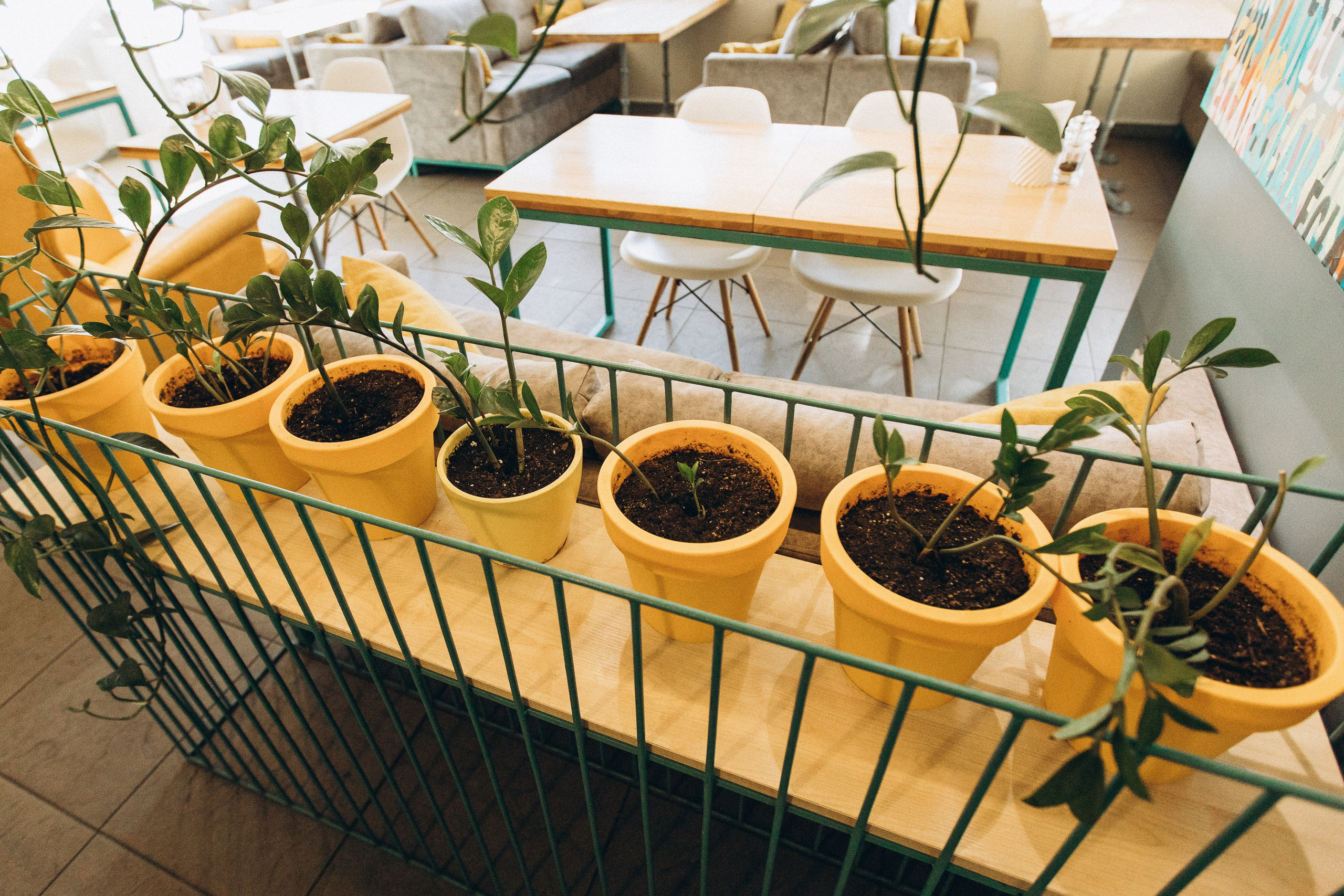 Мережа ресторанів Classic. Ірина Терещук