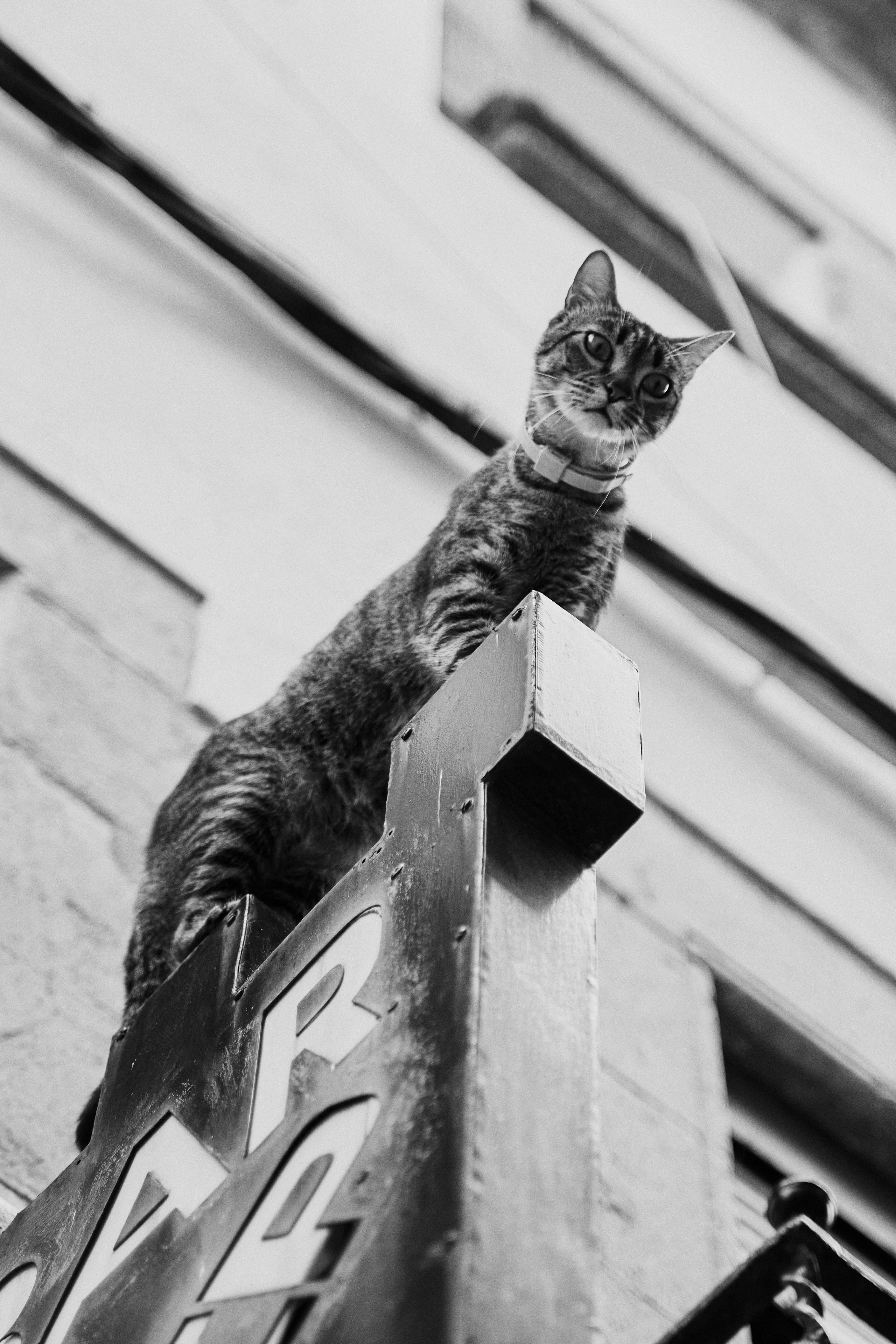 The runaway bride. Photographer in Barcelona Spain Zhanna Zakharchenko