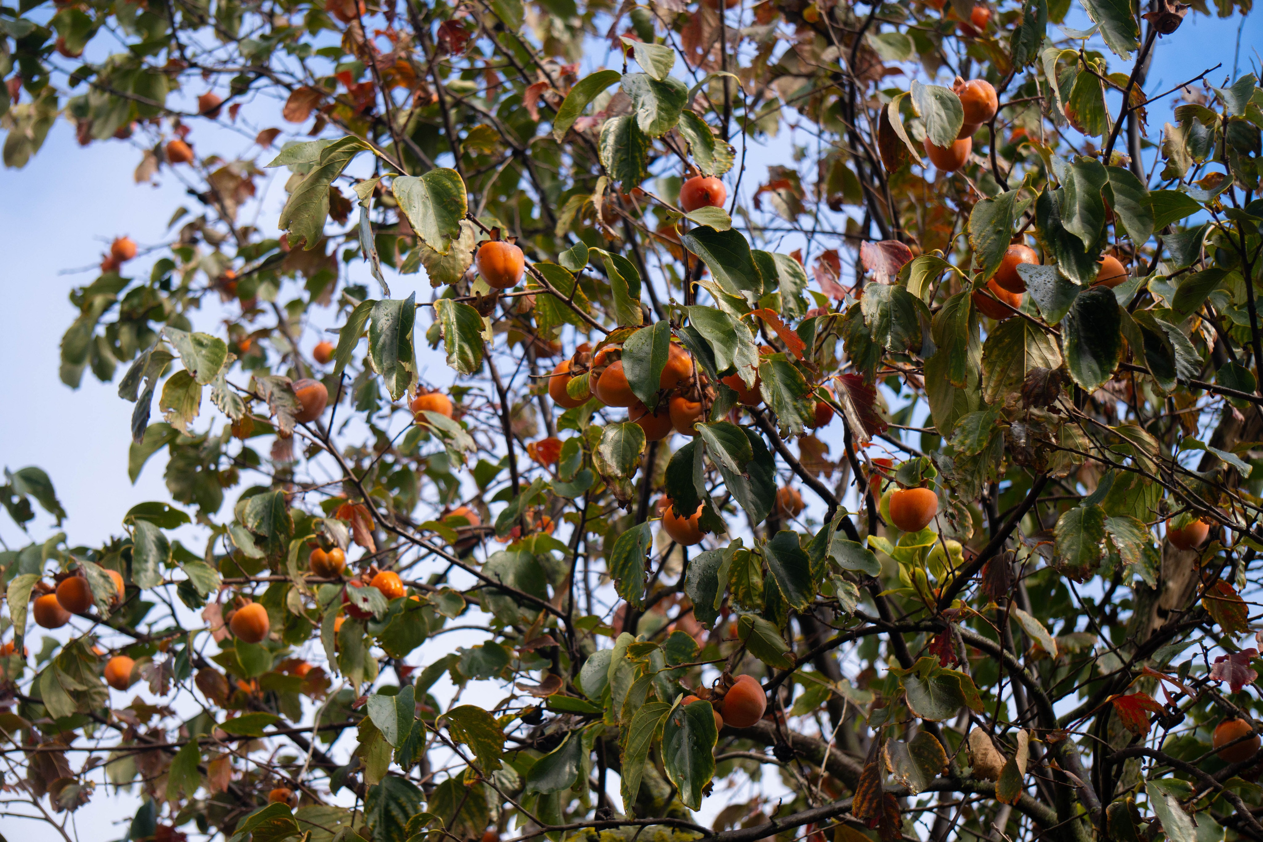 Bocetos. Alba del Norte Studio