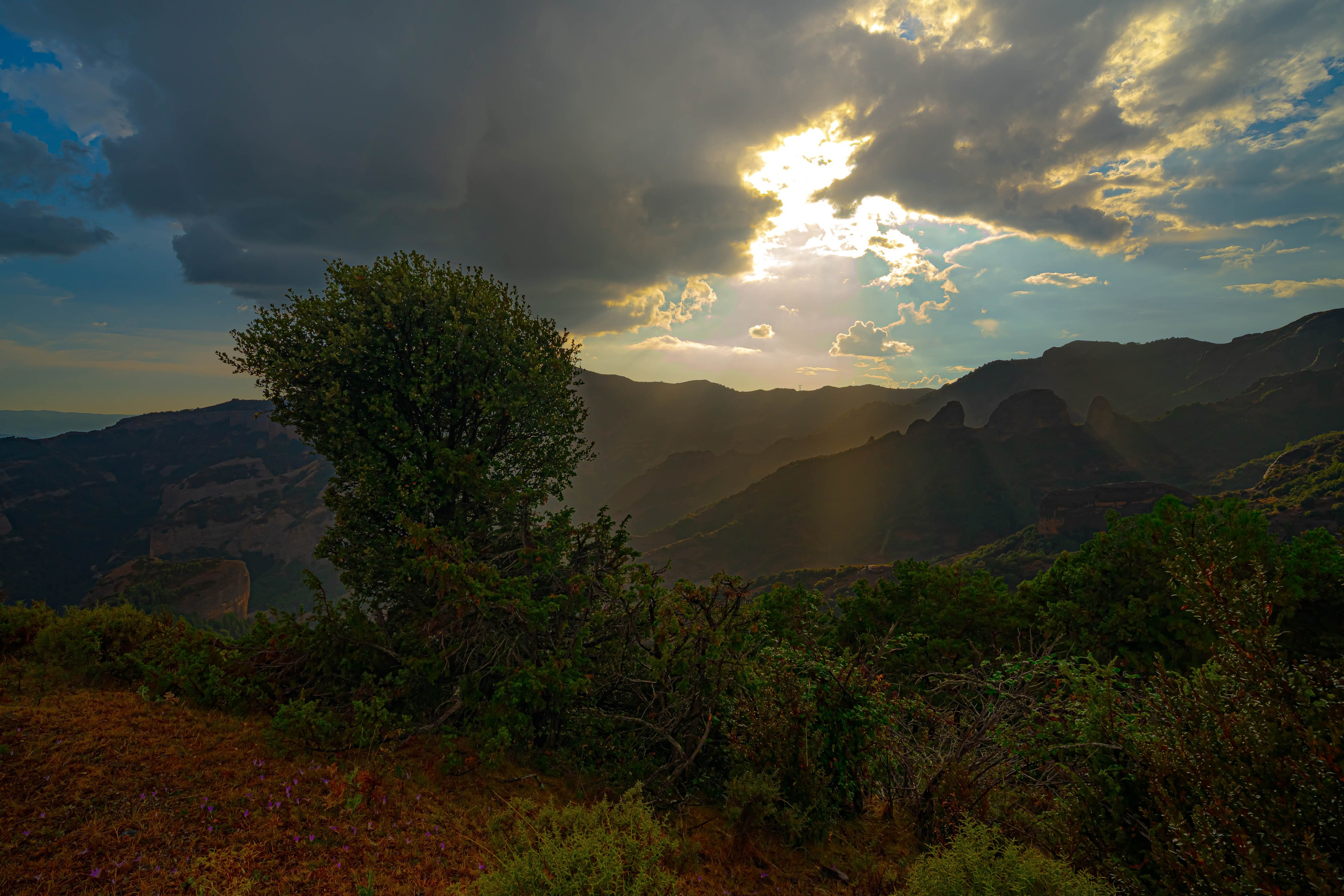 Lila. Alba del Norte Studio