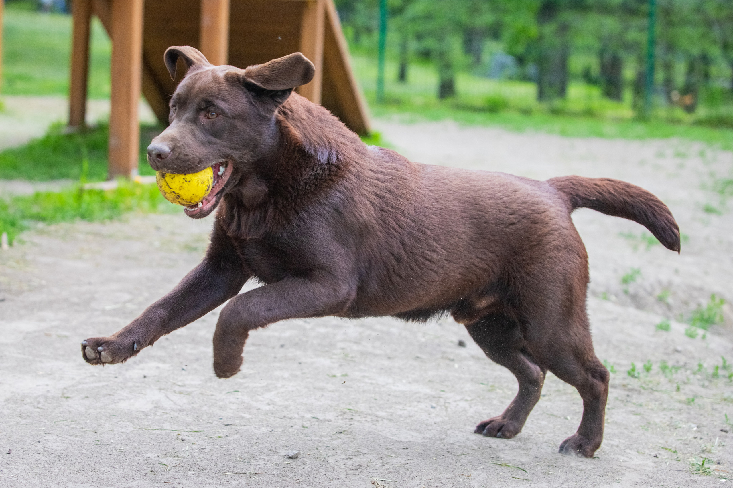 Da Vinci. Цуценята лабрадор ретривера, Дніпро, Україна