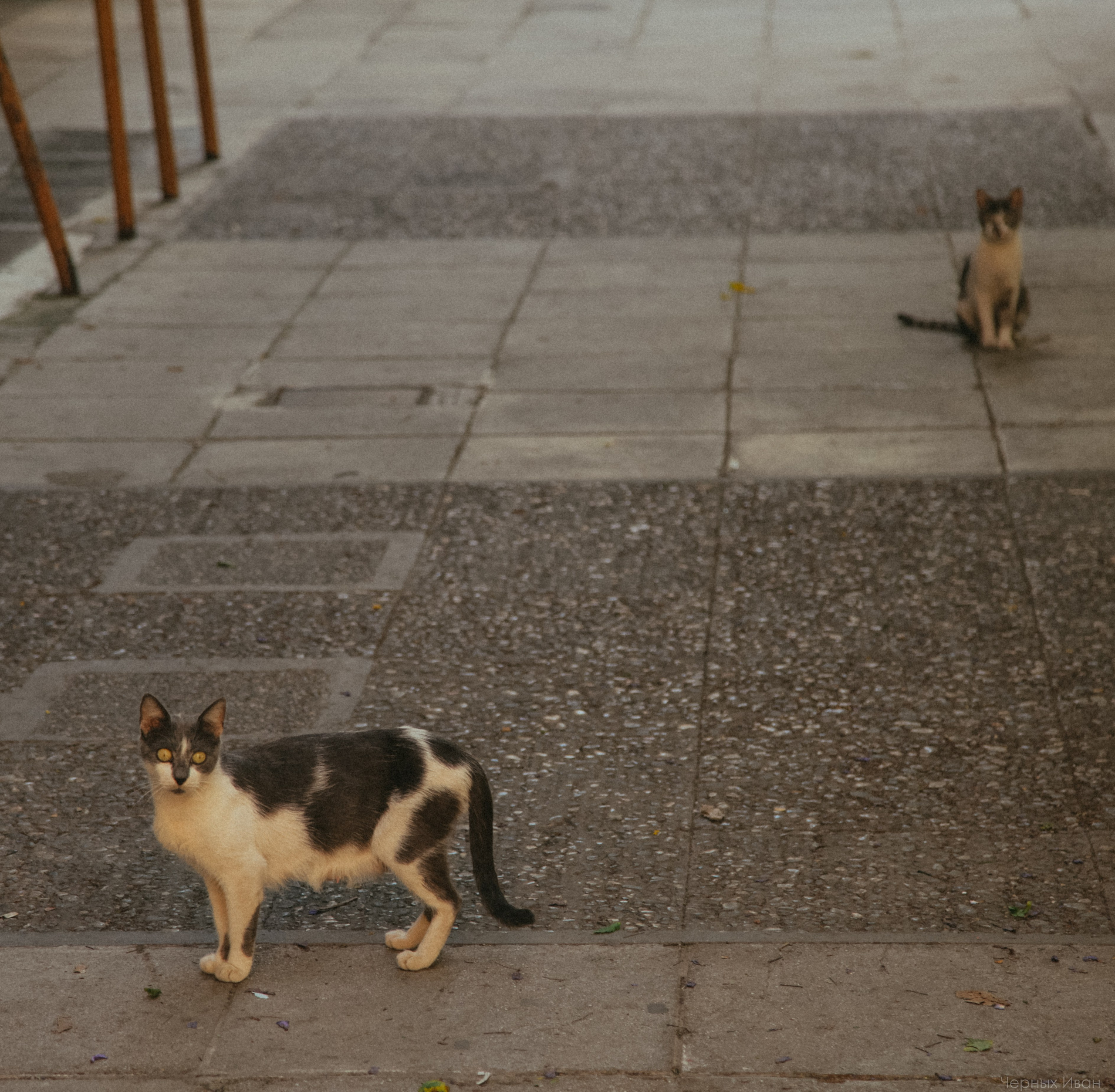 Кот шпедингера. Стрит-фотография, полная абсурда, идиотизма и красоты