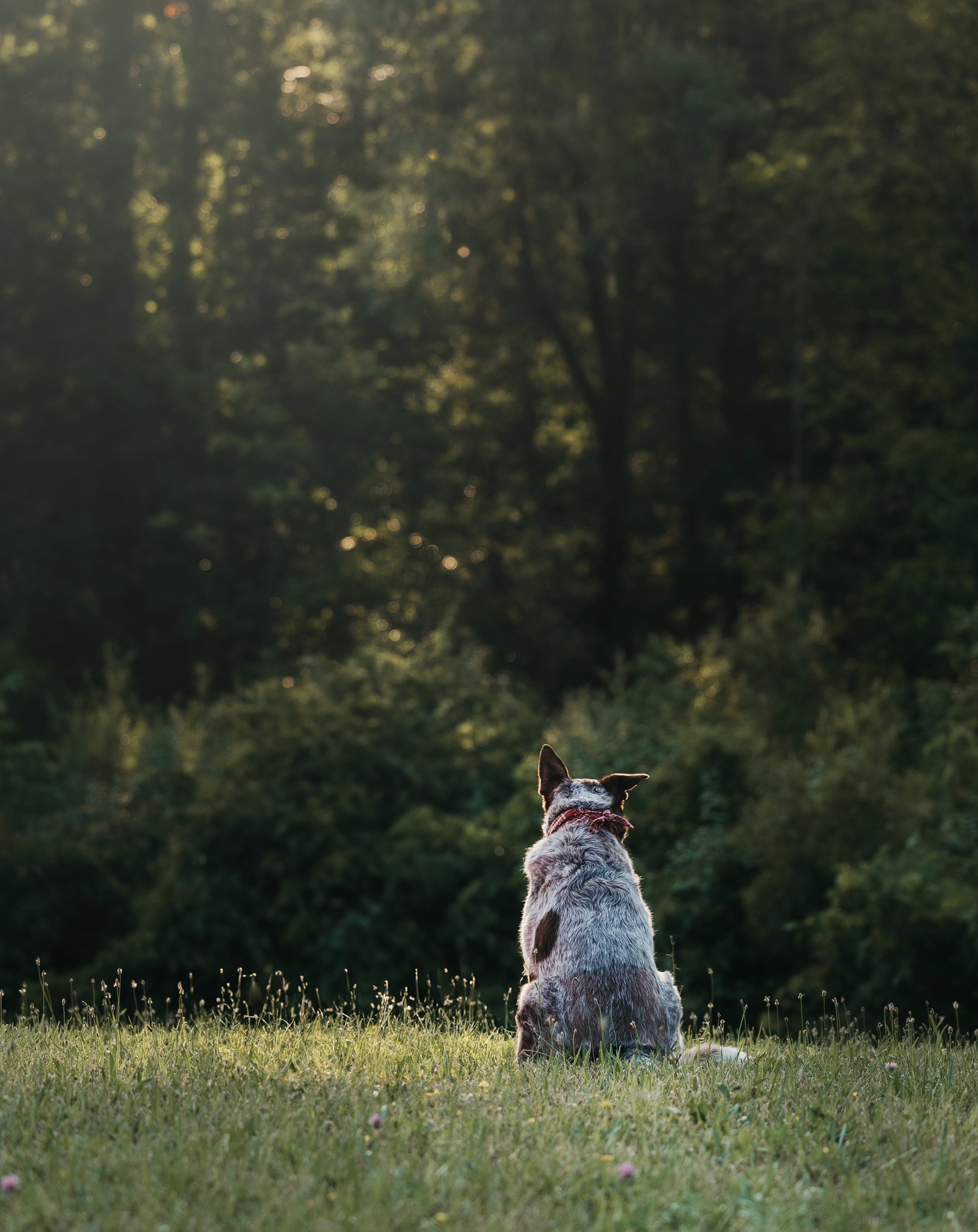 Rubee & Luisa. Pet Photographer Viktoriya Aleshenko