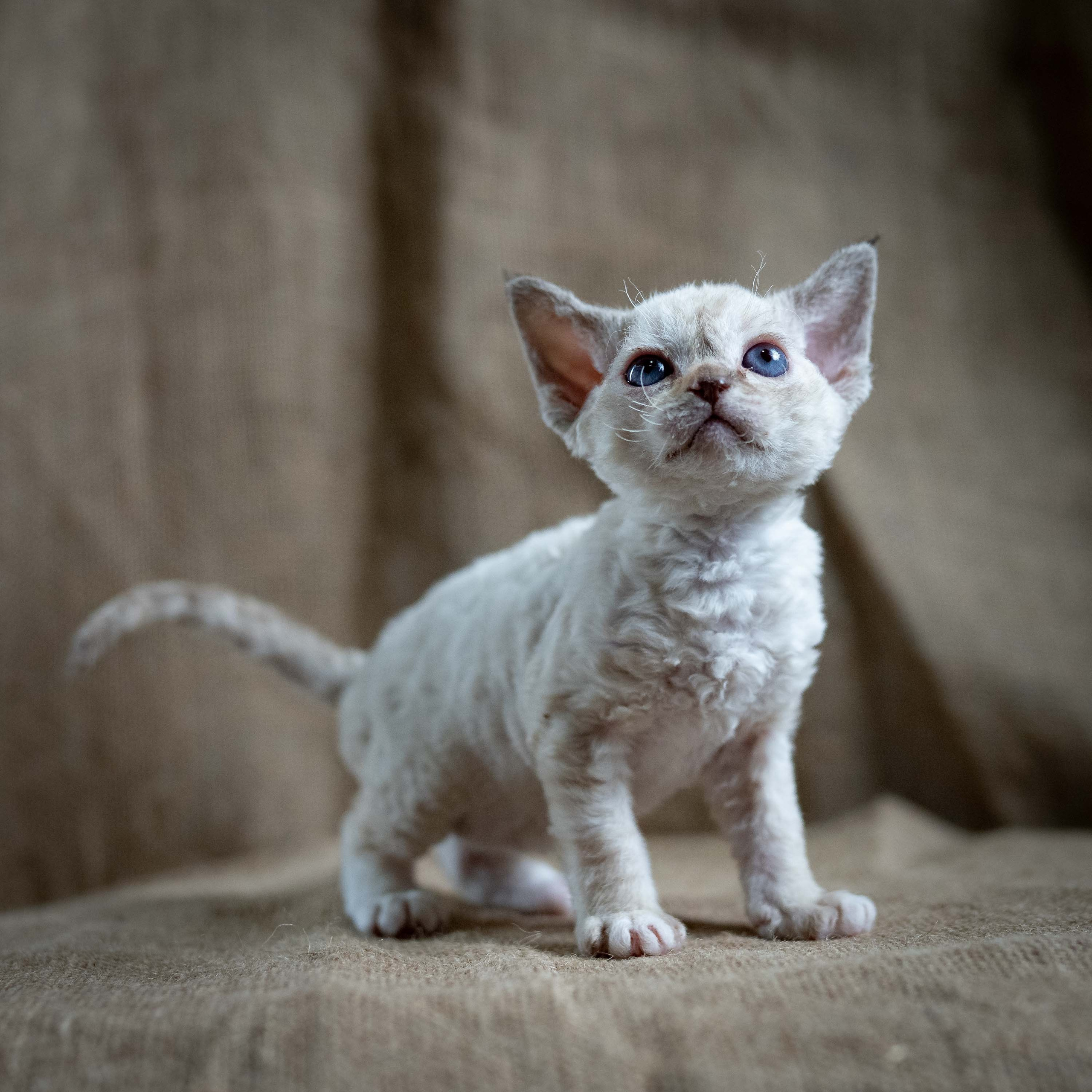 Lily, girl, born 12.20.2025. Devon Rex Pixie Cattery