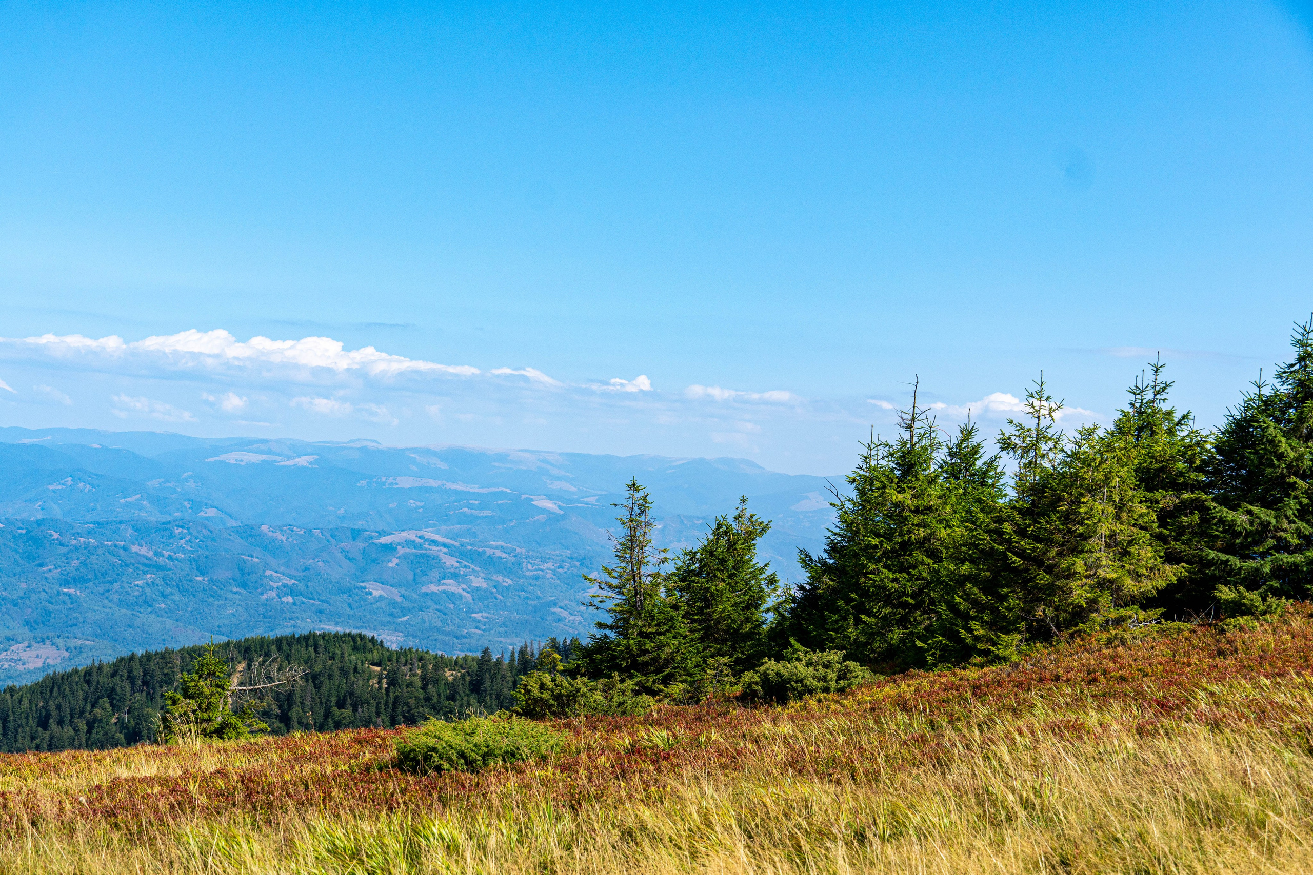 Nature. Alecsandru Braicu — Sports Photographer