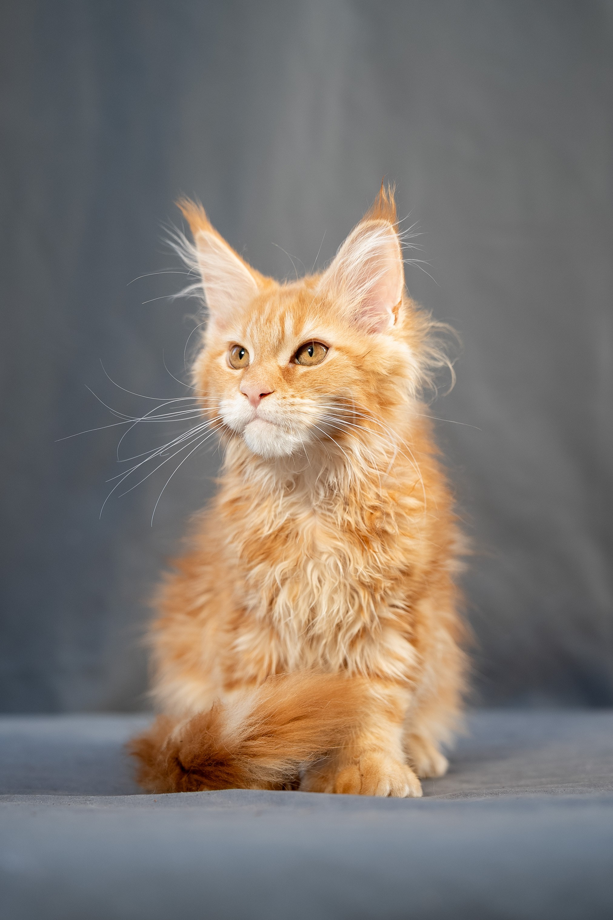 Senator Freya. Senator Cat — Maine Coon cattery