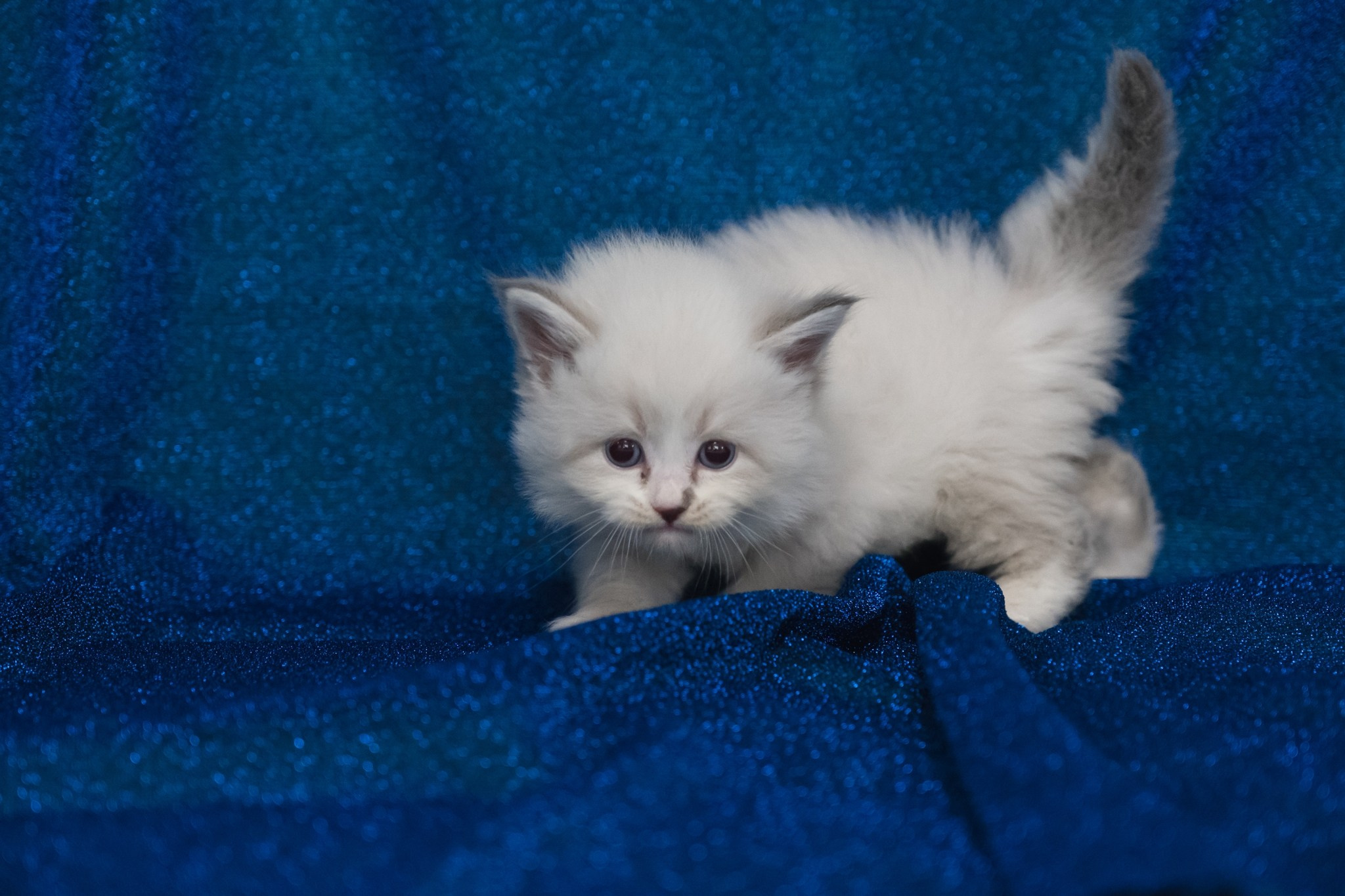 N-Antares. SIBERIALIS: Katzenzucht von Sibirischen und Neva Masquarade Katzen