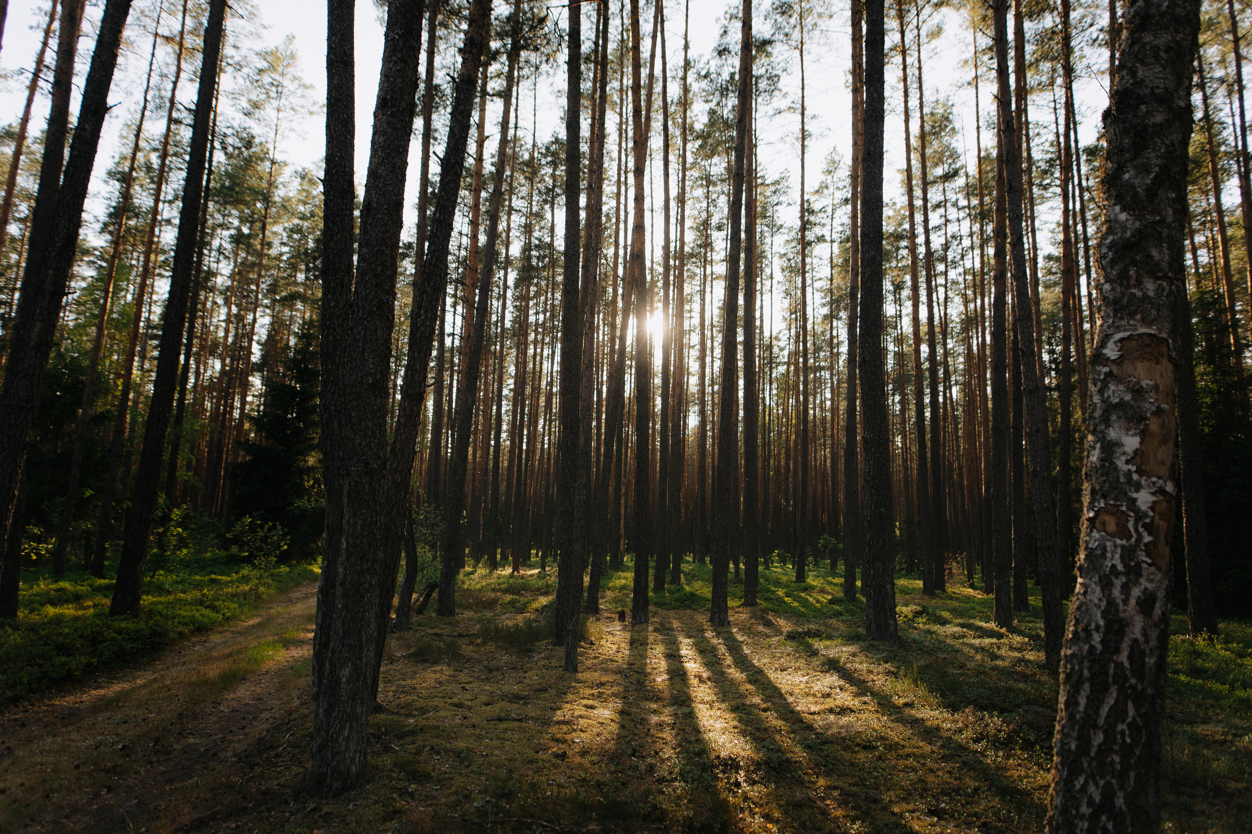 Priešvestuvinė fotosesija Kazlų Rūdos miškuose