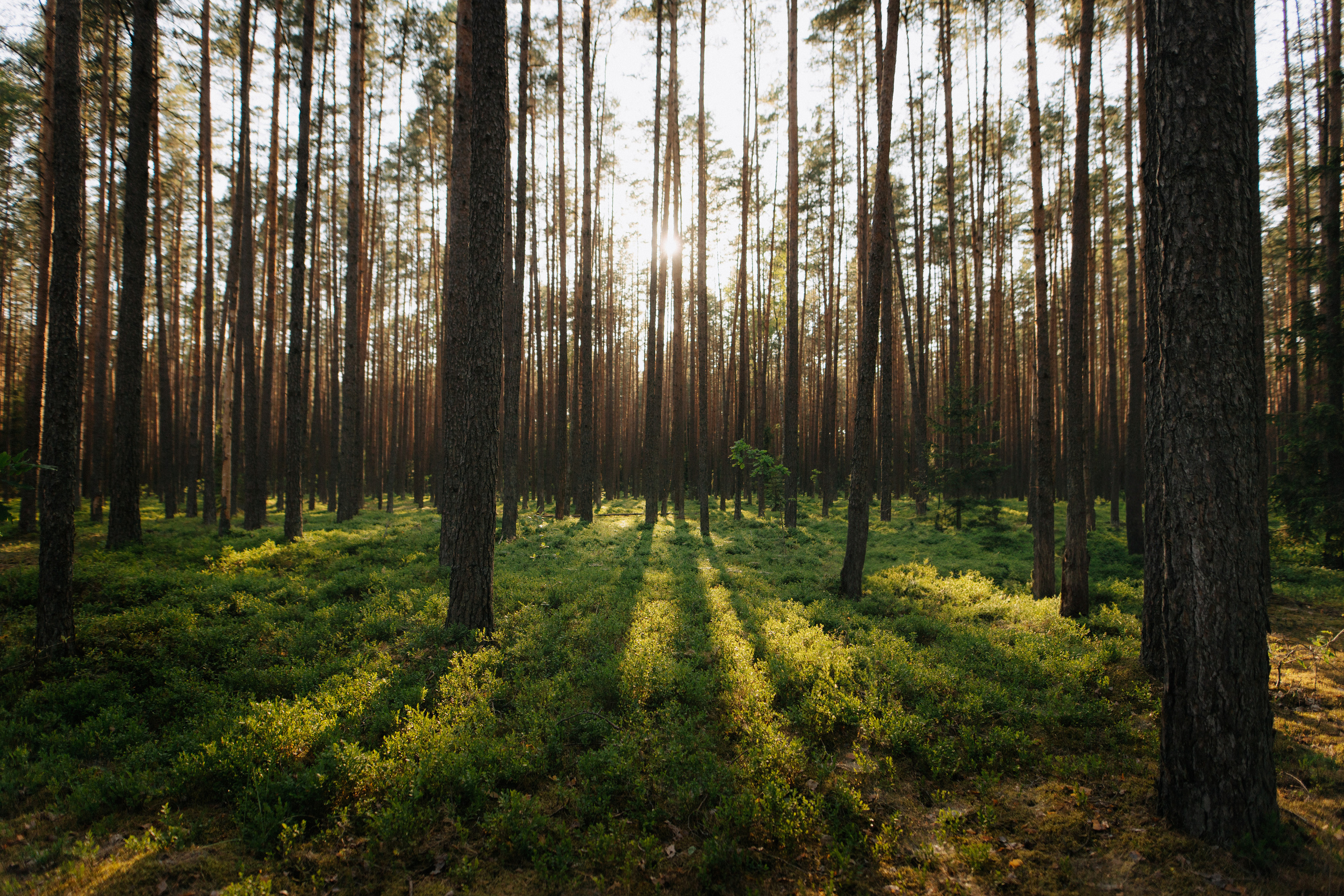 Priešvestuvinė fotosesija Kazlų Rūdos miškuose
