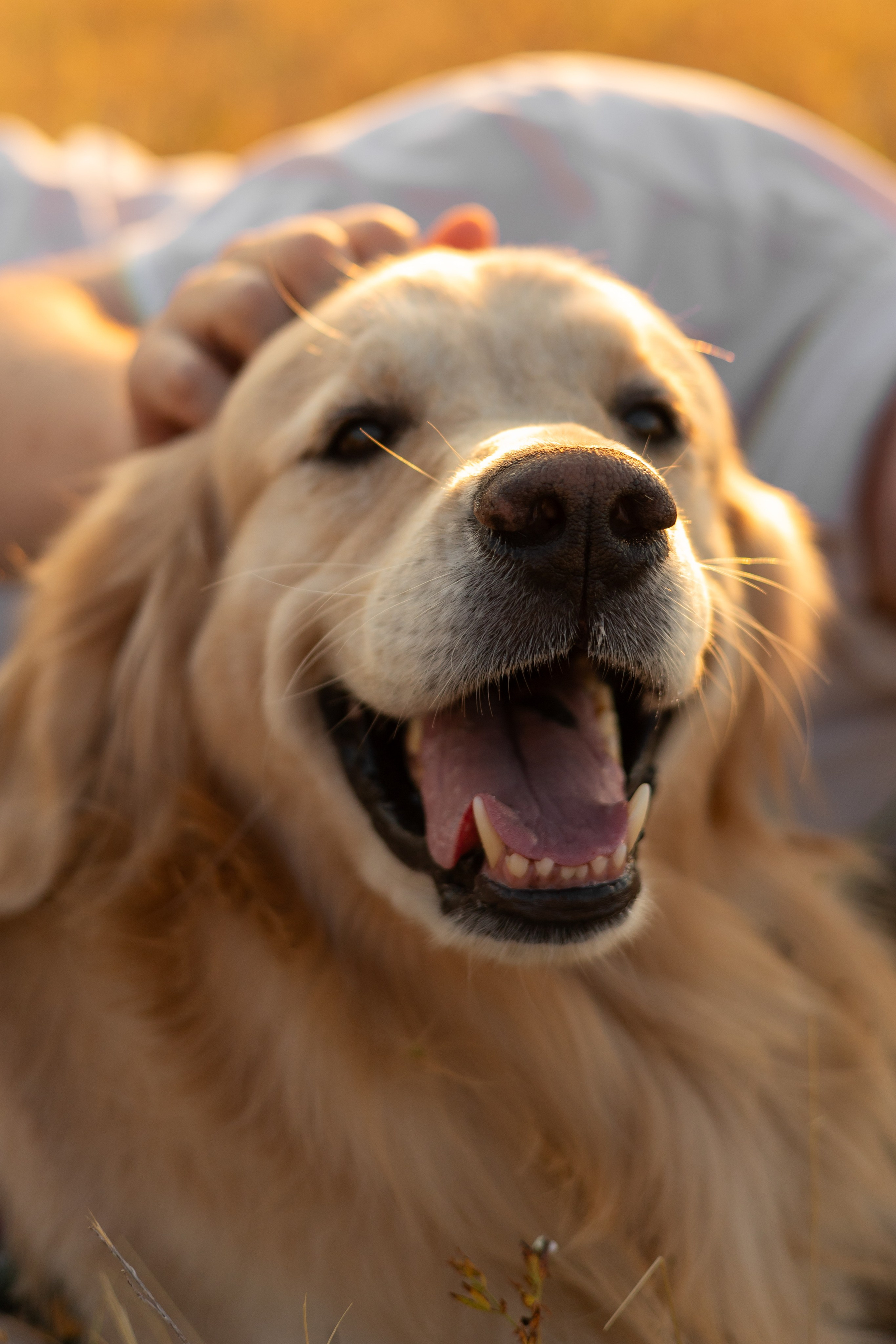 Антон и Плюша. Фотограф-анималист | Белград