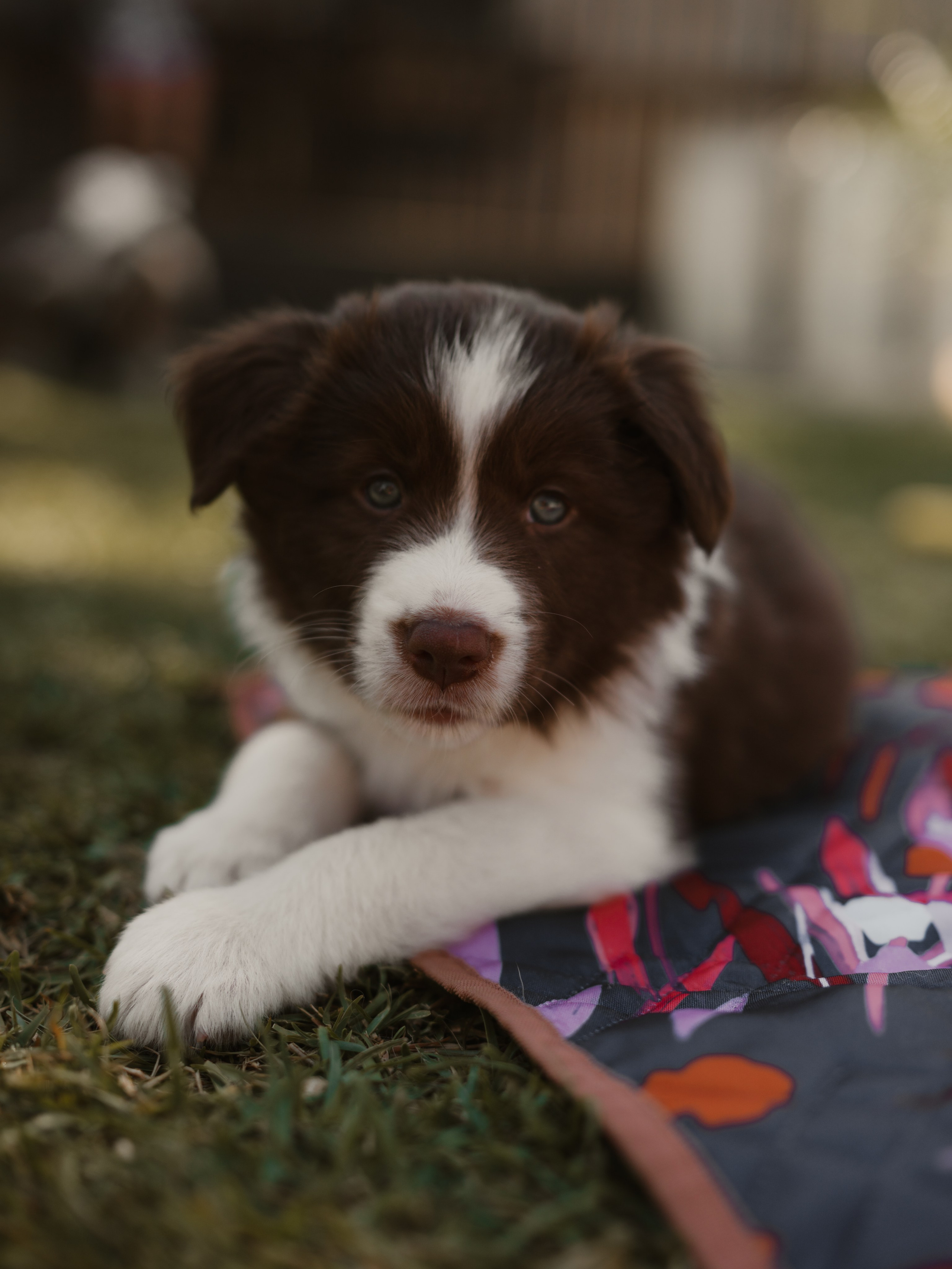 Goldies Collies — Pups. Natural and candid photography Jean Santiago