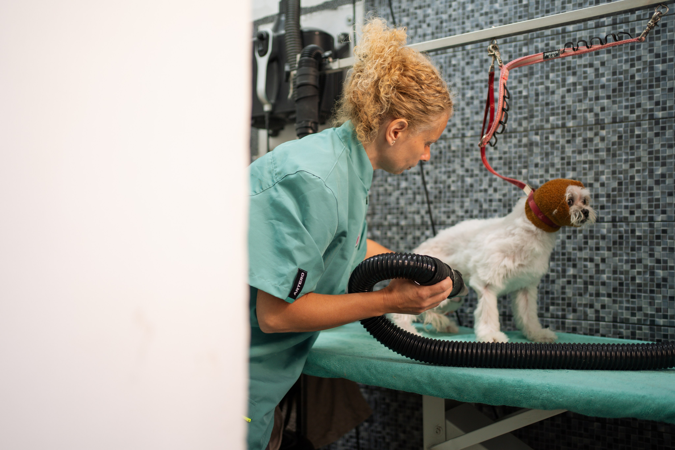 PetGroom Timisoara. Cozac Cristian Photographer