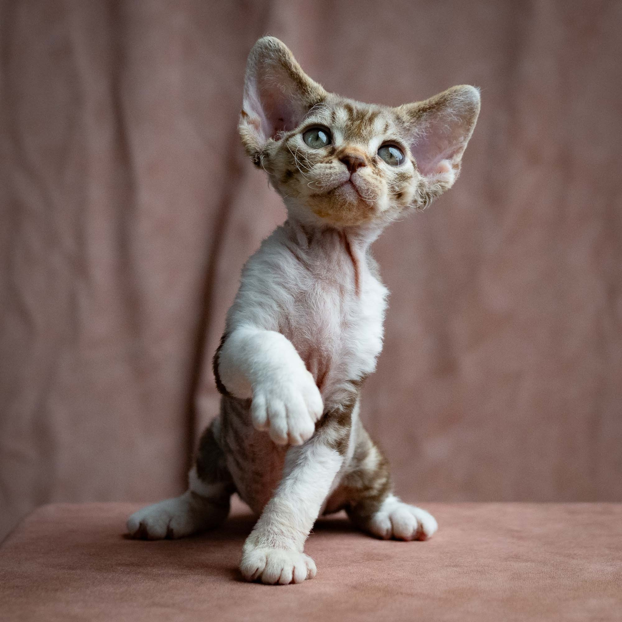 Simon, boy, born 05.15.26. Devon Rex Pixie Cattery
