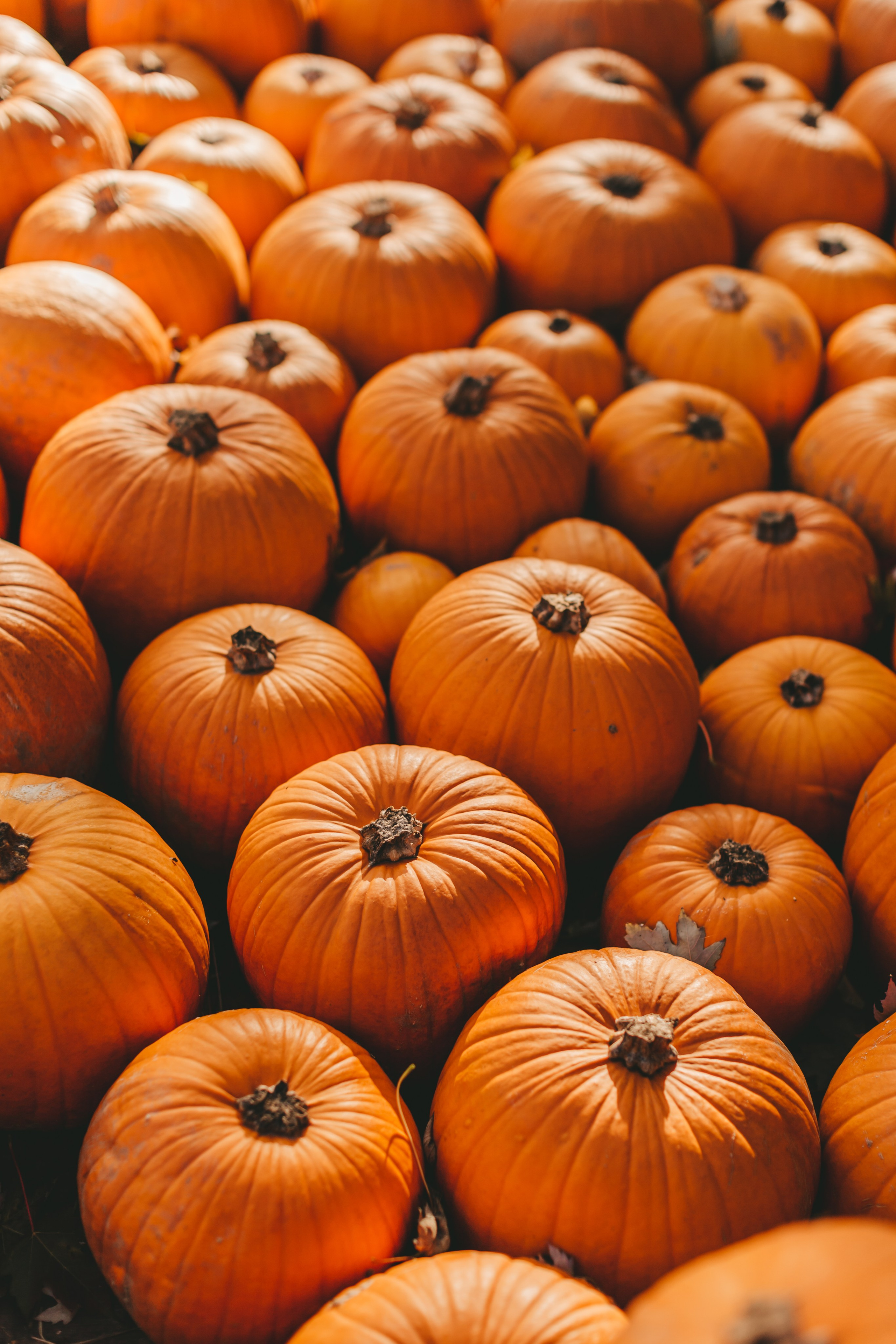 Фестиваль тыкв в Людвигсбурге. Фотограф в Германии — Мария Чистякова