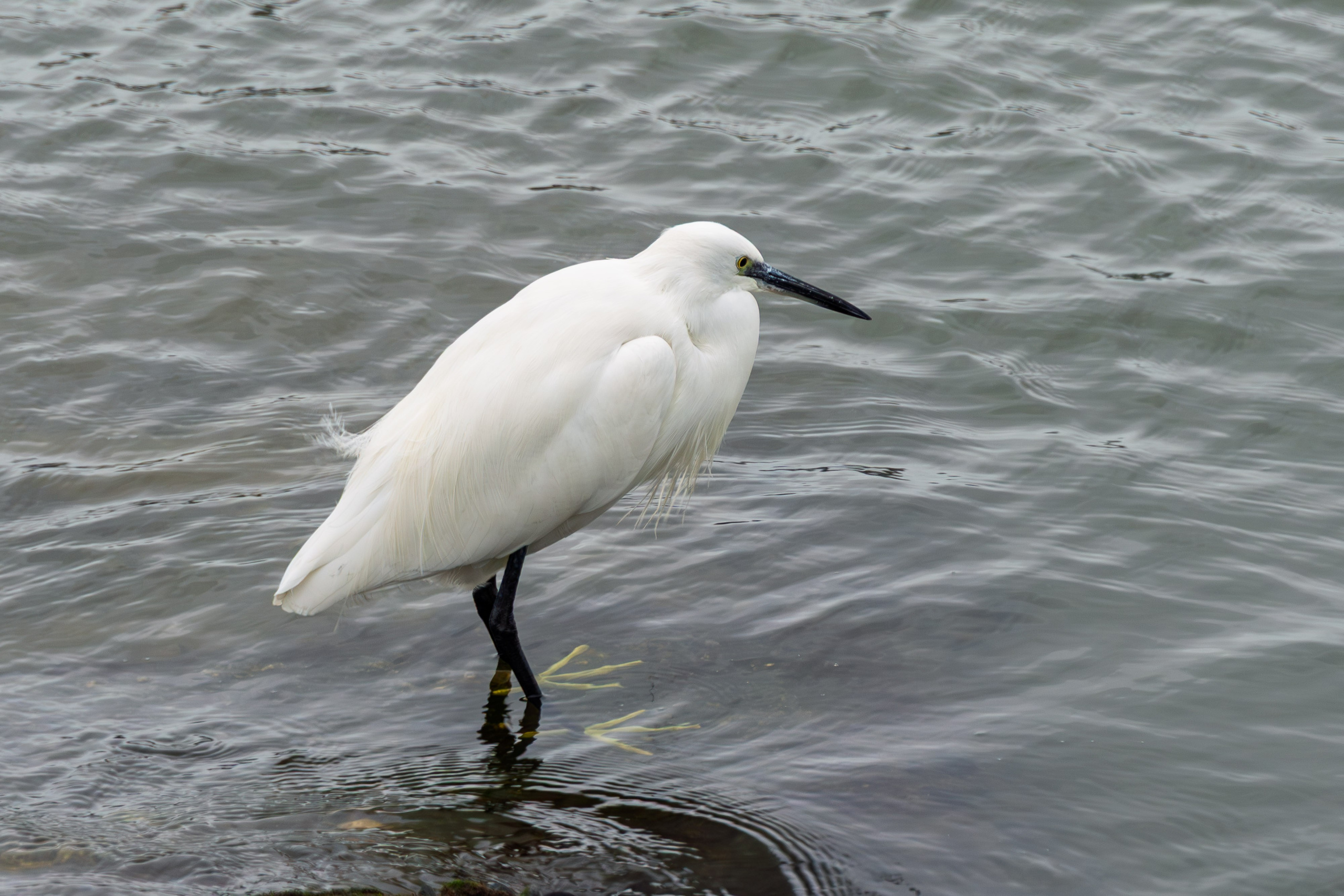 Lisabona 2025. Fotografiideplacere.net