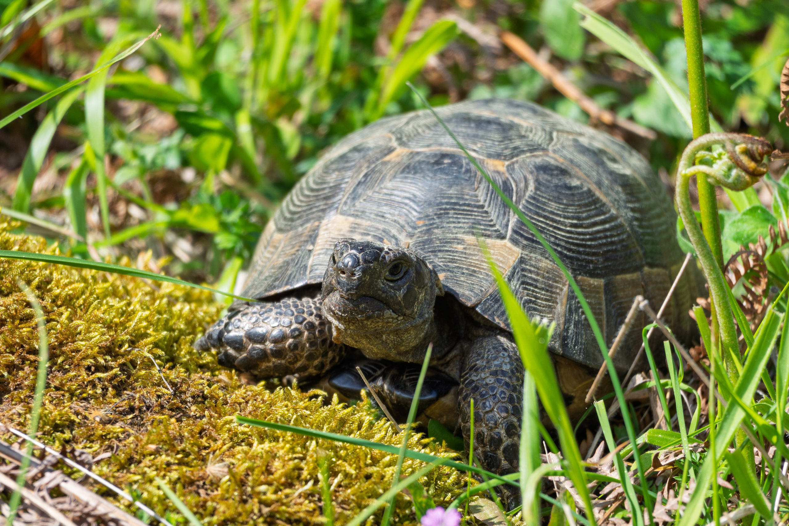 Thasos 2025. Fotografiideplacere.net